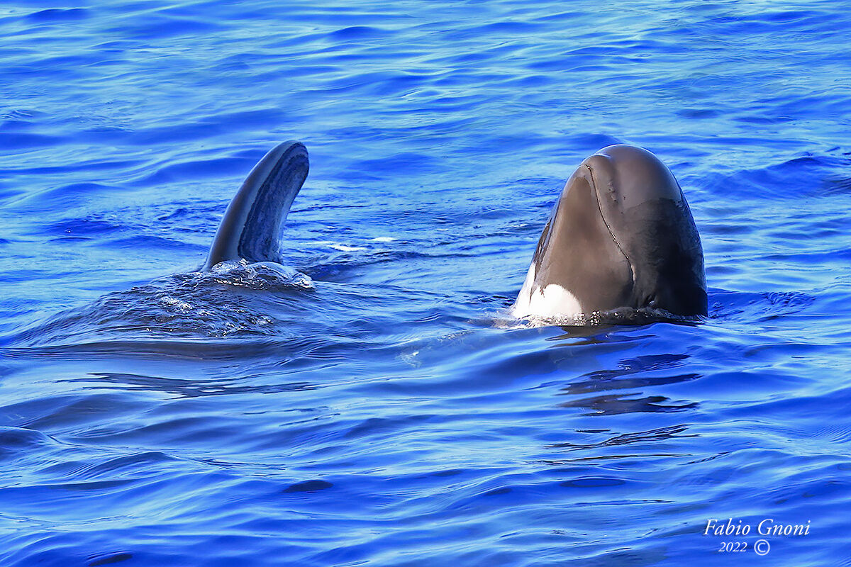 un Globicefalo mi osserva
