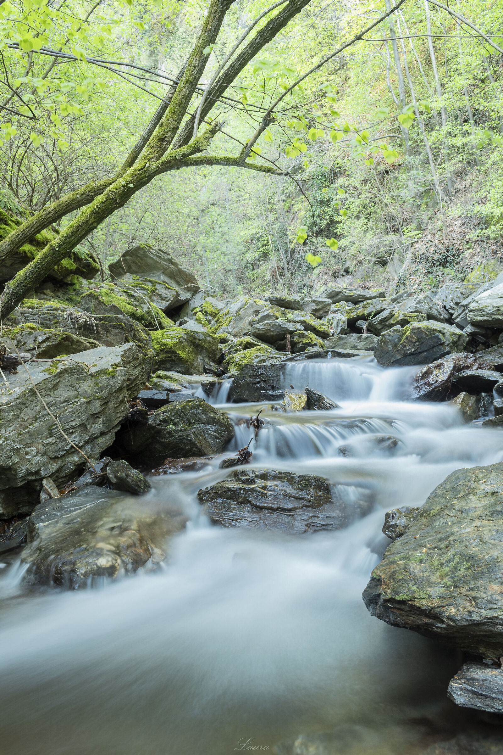 Qualche balzello nel bosco