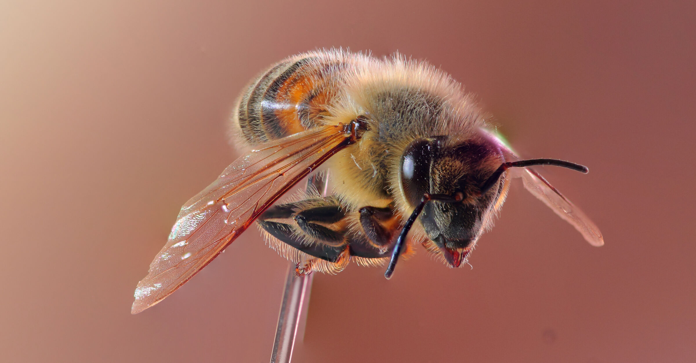 Bee