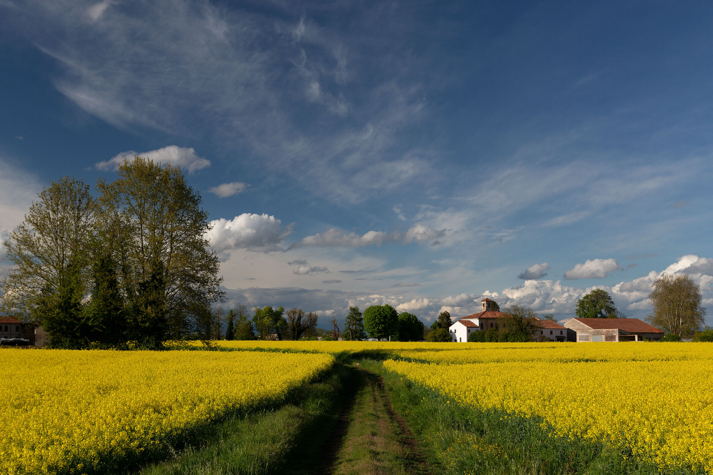 Dominant yellow-blue
