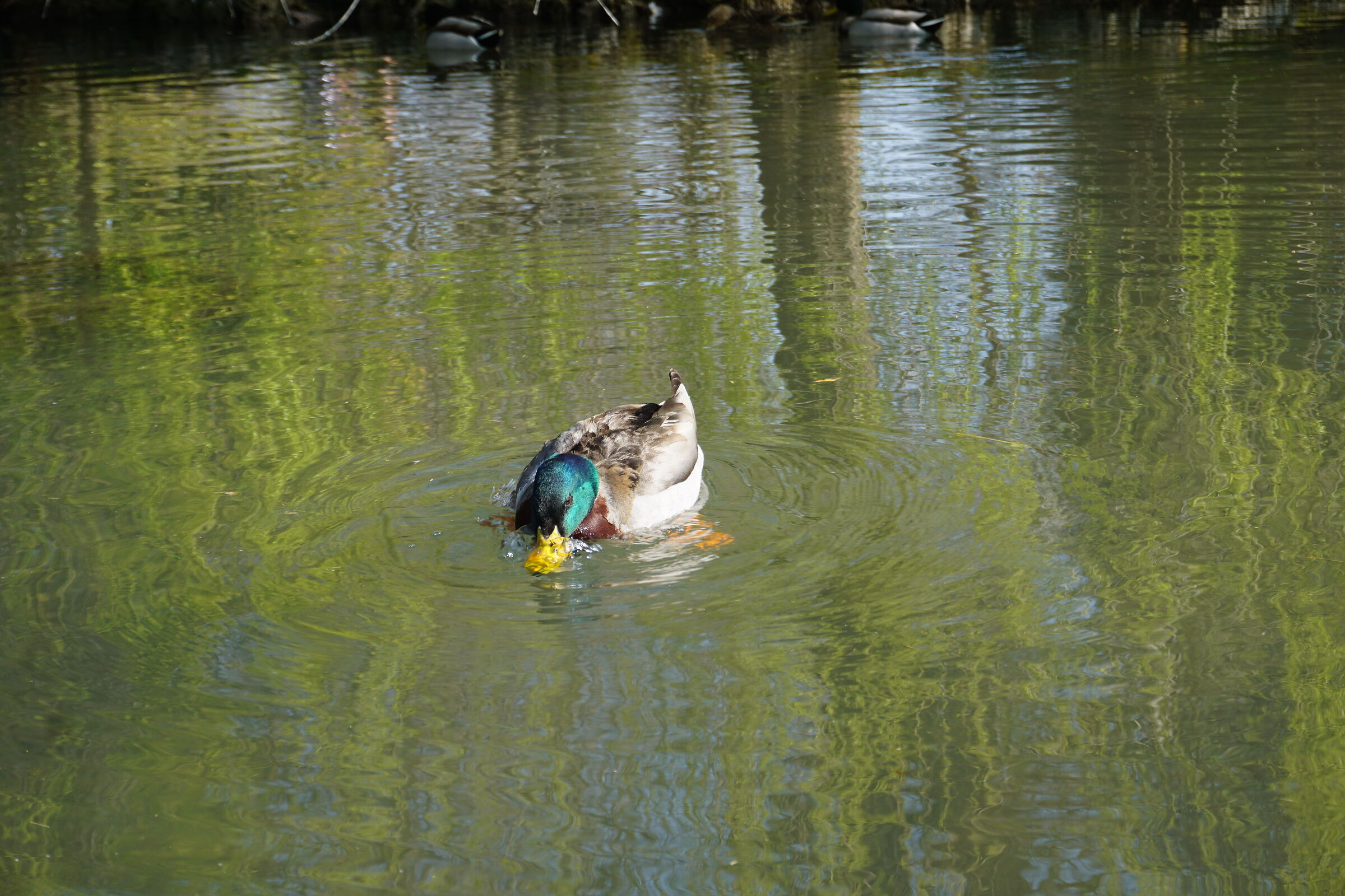 At Laghetto Villa Manfrin, Treviso