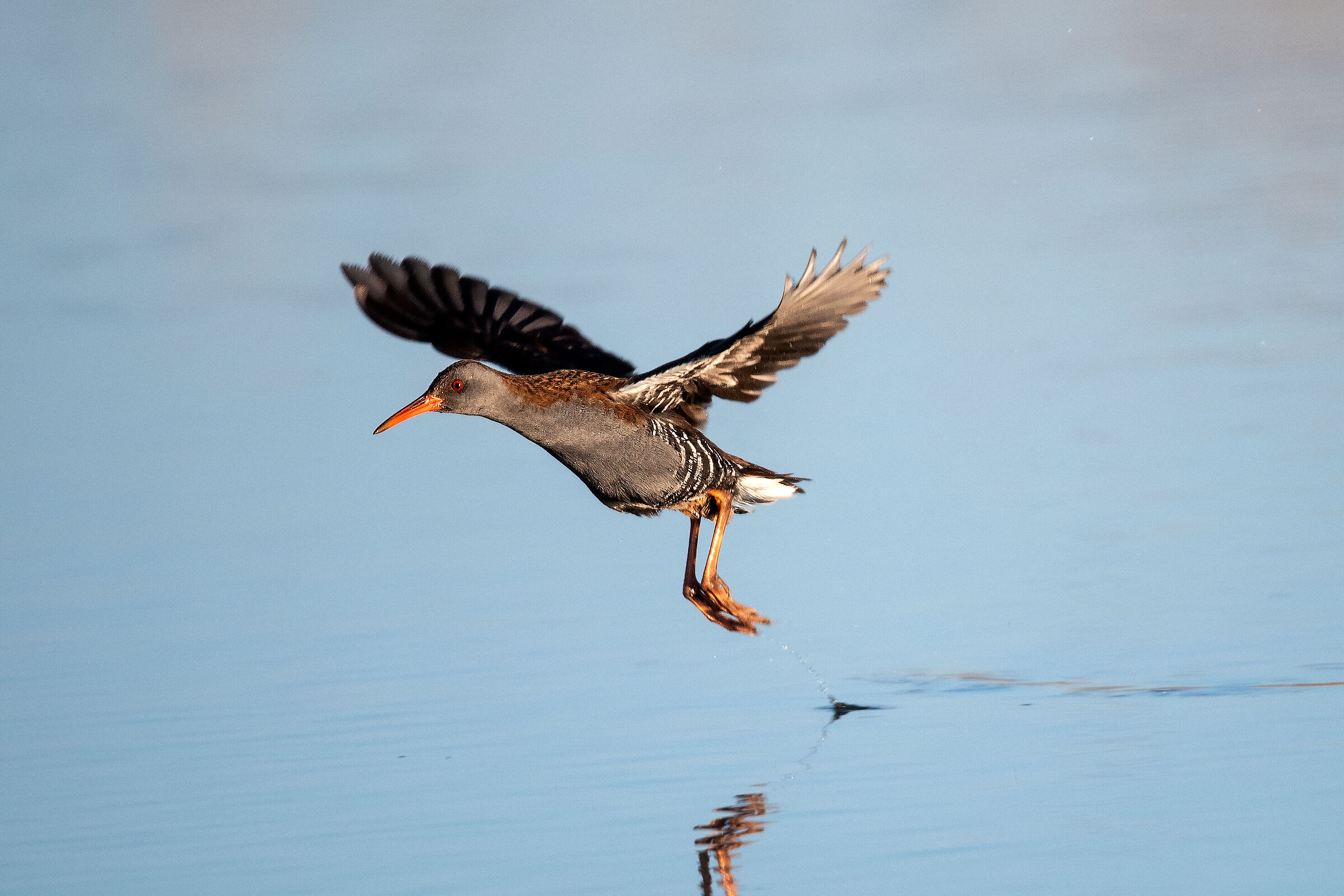 Il volo del Porciglione