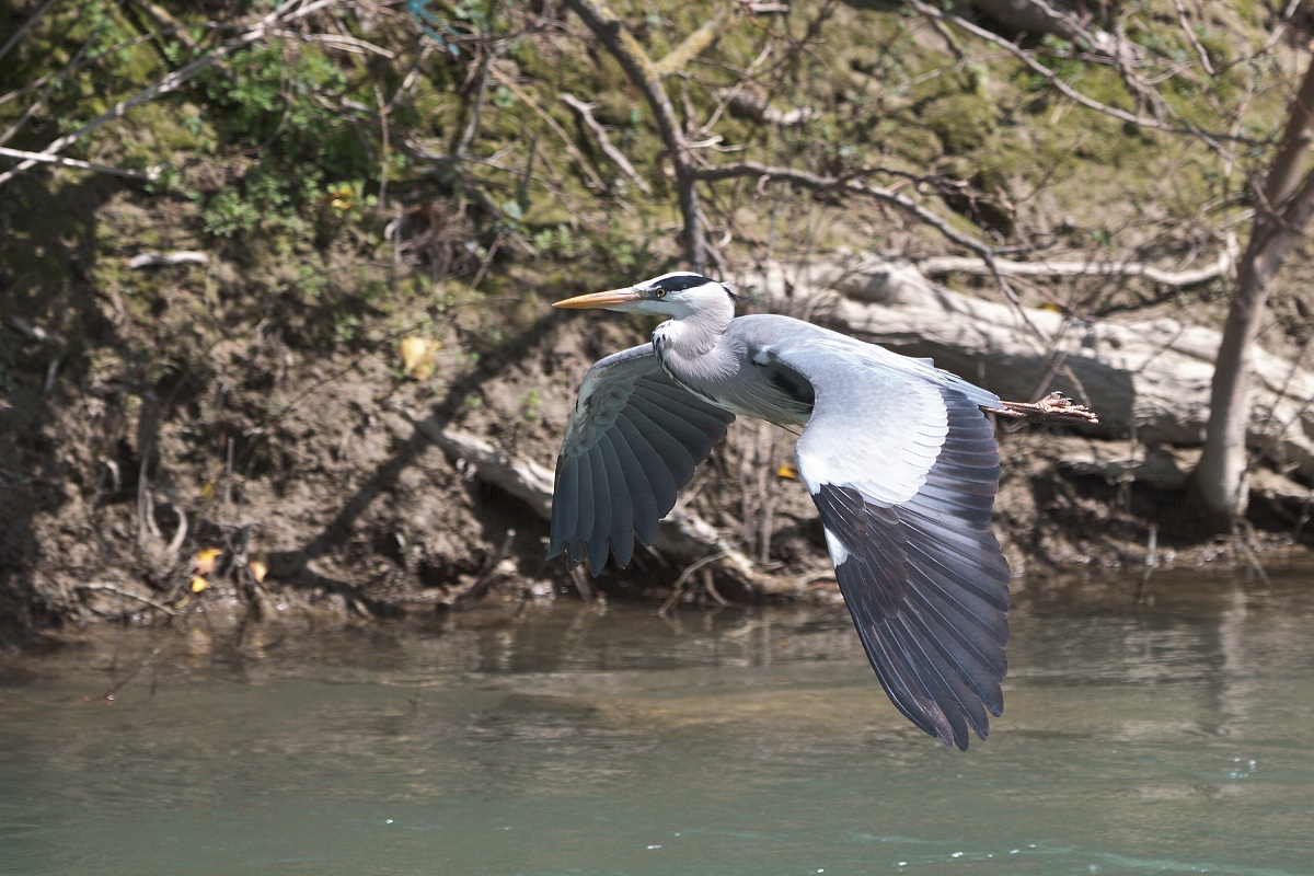 Heron in flight 4