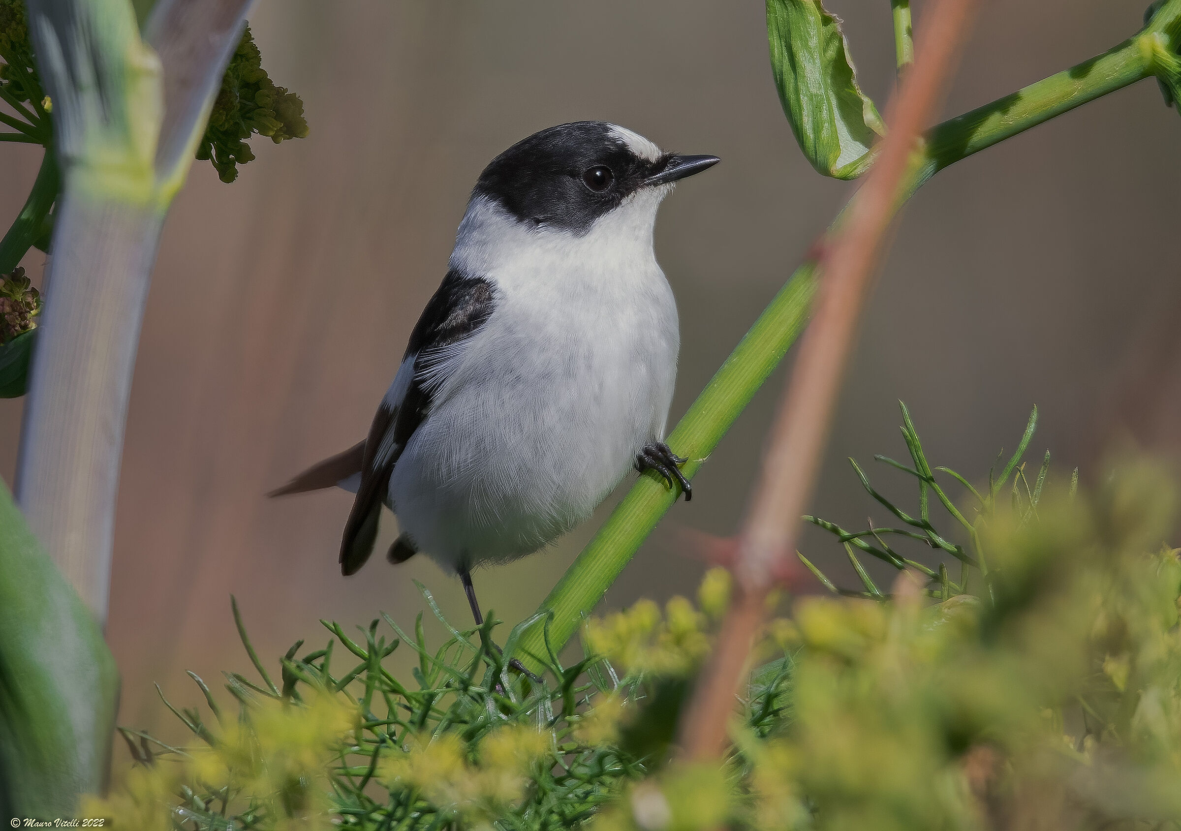 Collared nurse (Ficedula albicollis)