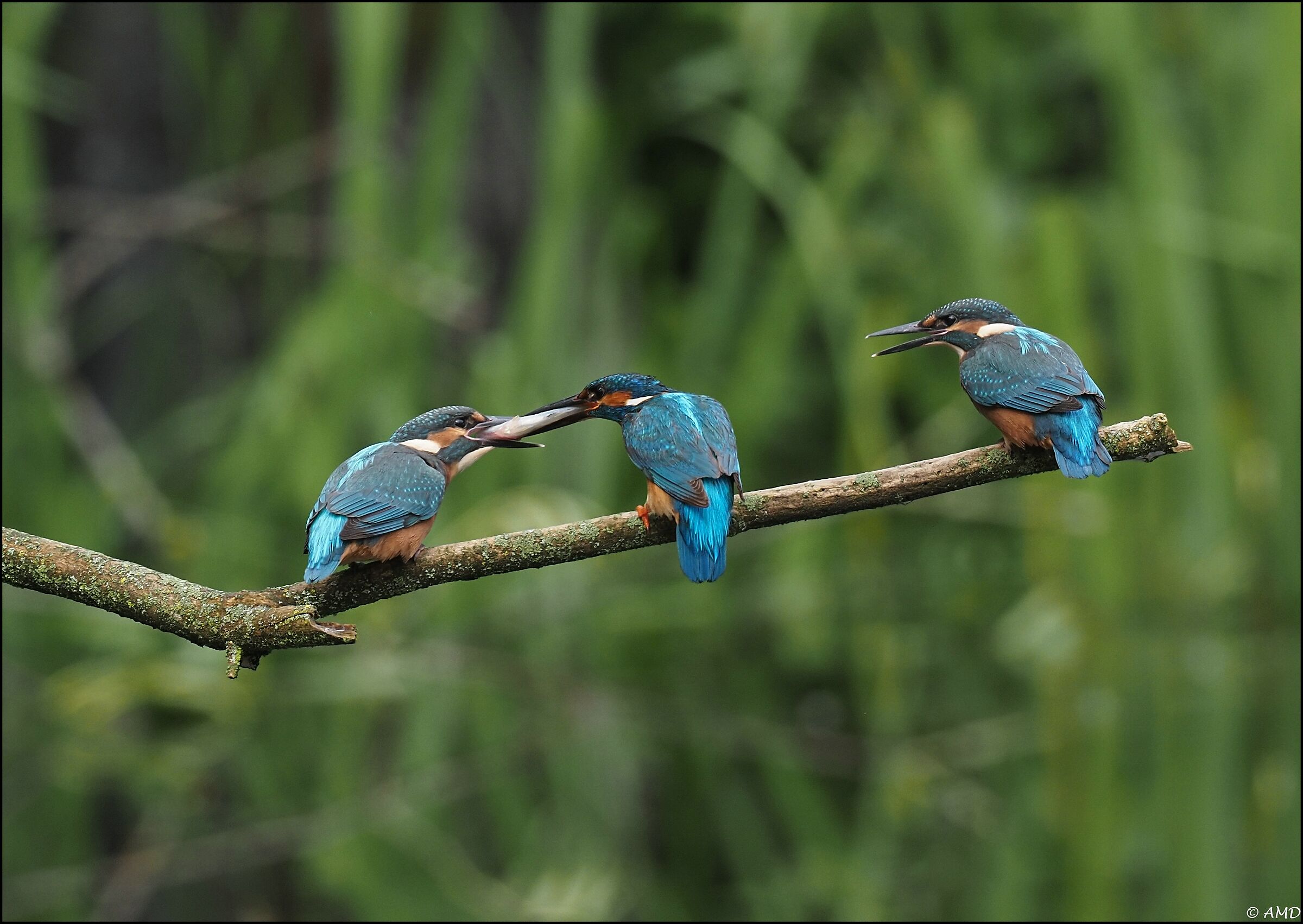 Kingfisher