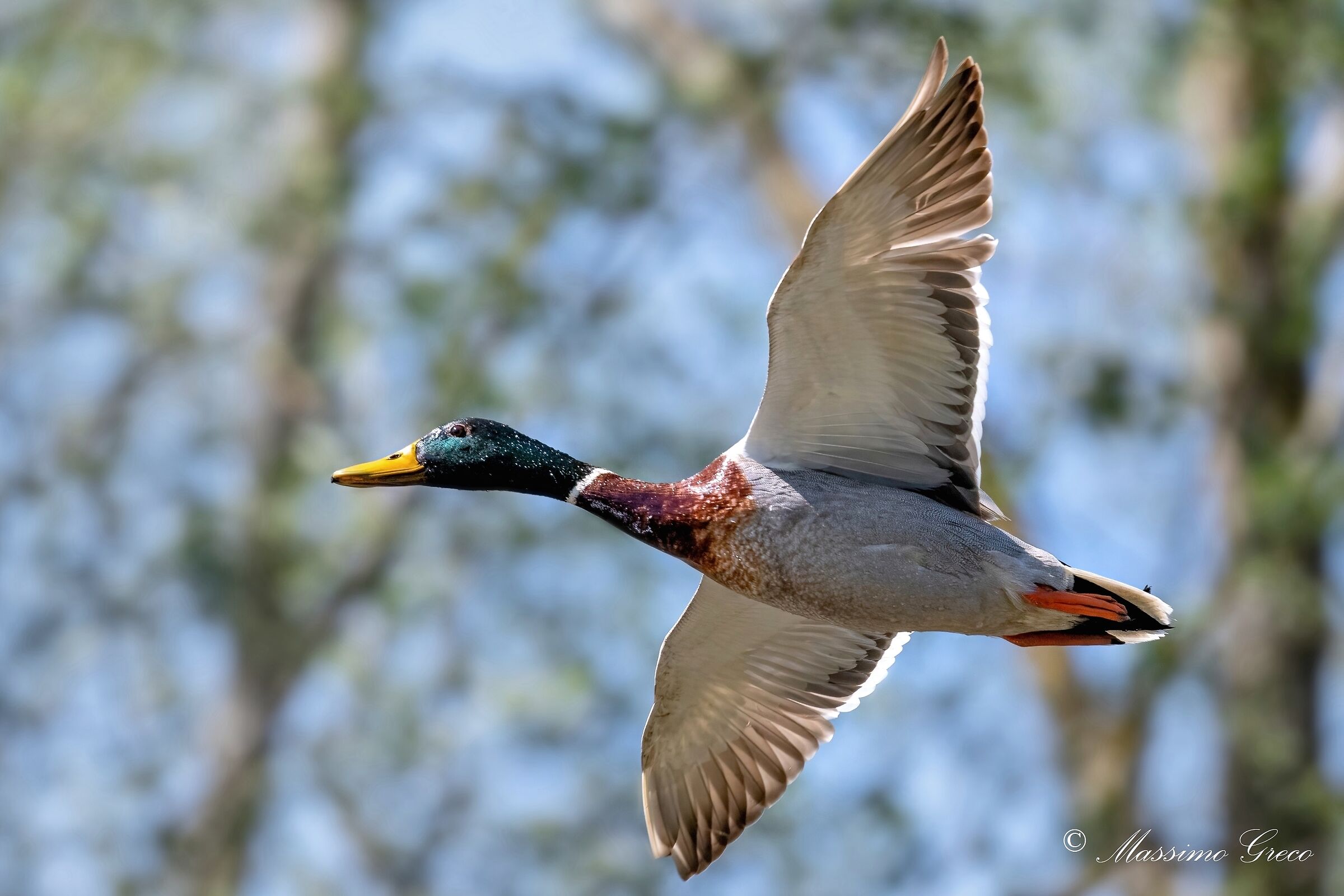 Germano reale (Anas platyrhynchos)