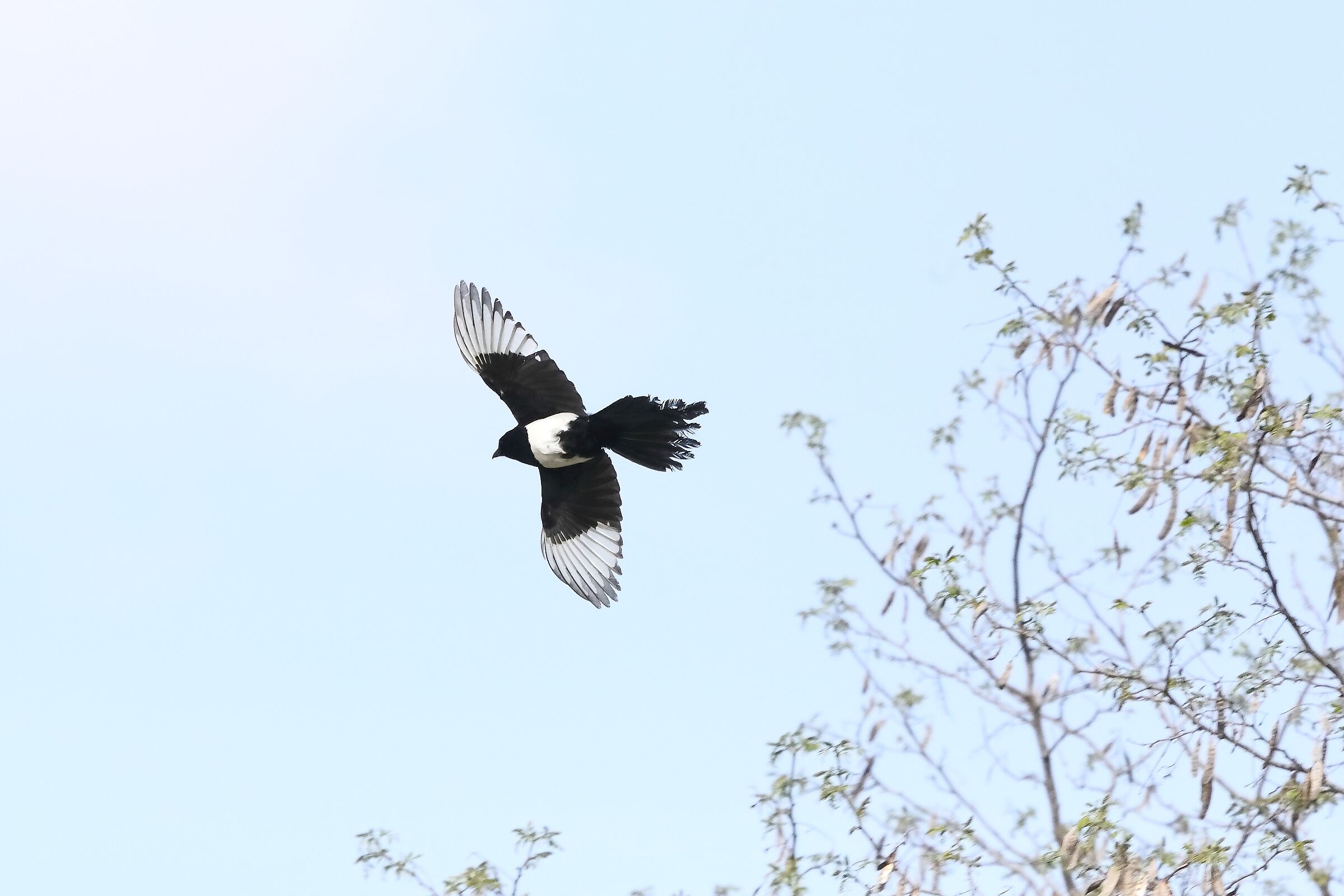 magpie 17-04-2022