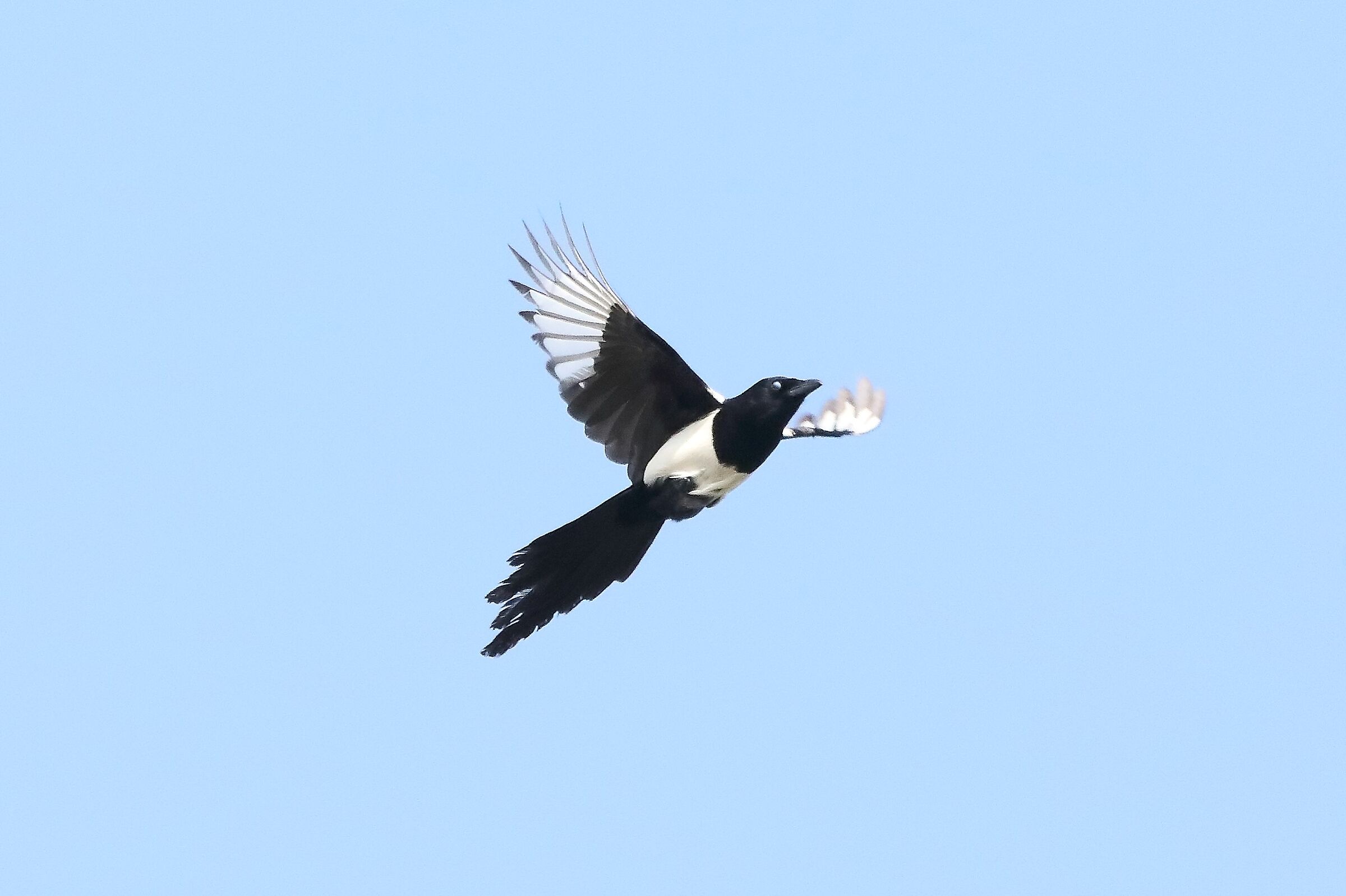 magpie 17-04-2022