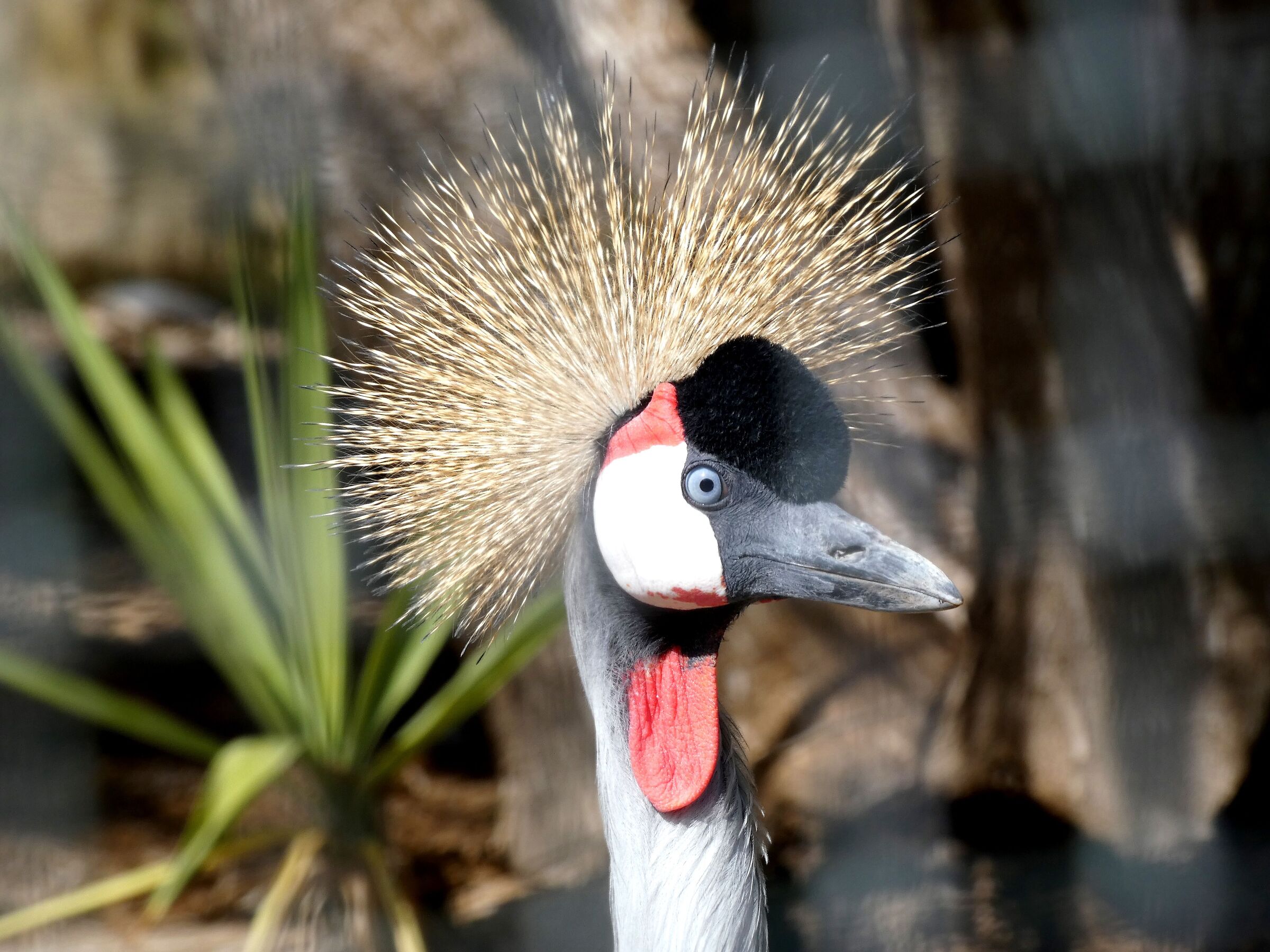 Gru coronata africana