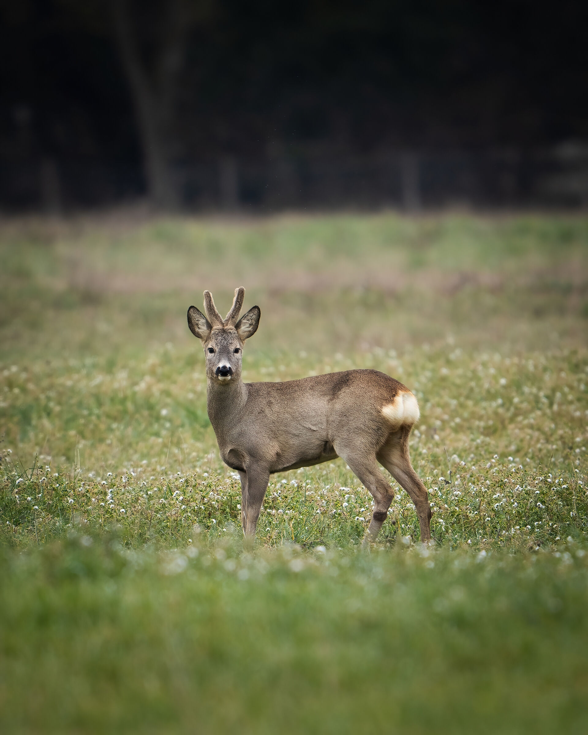 Adult roe deer on floral background