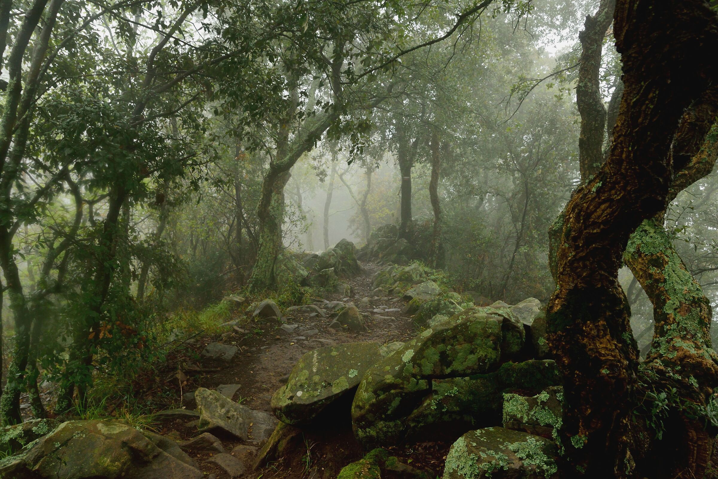 La foresta incantata