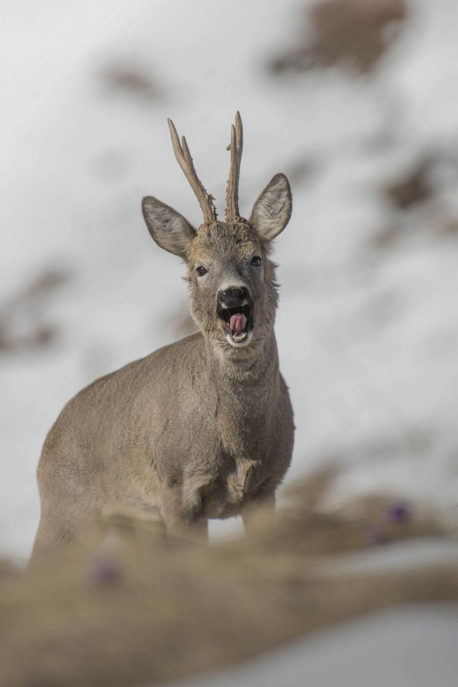 L'abbaio del capriolo