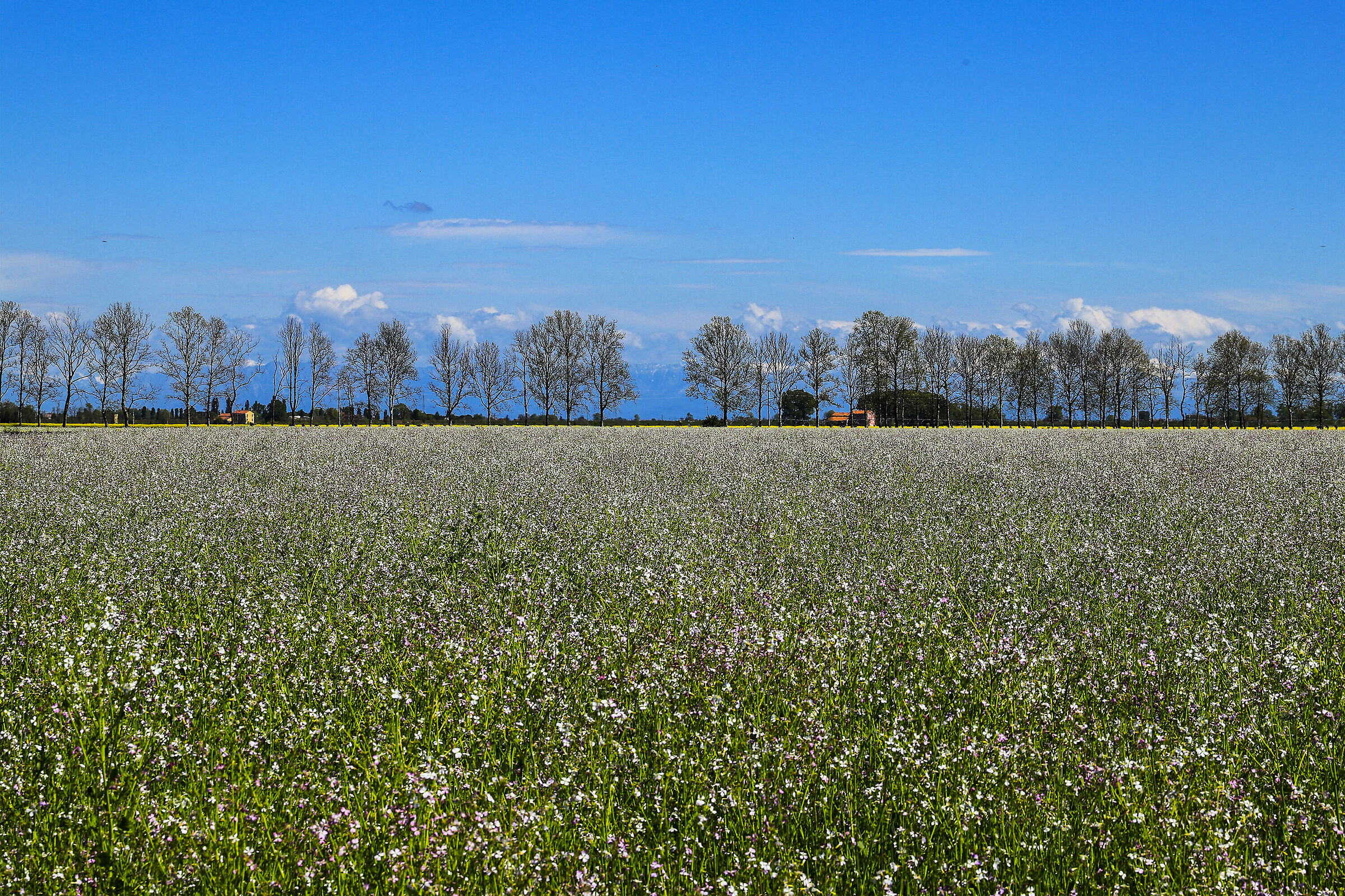 White mustard bloom