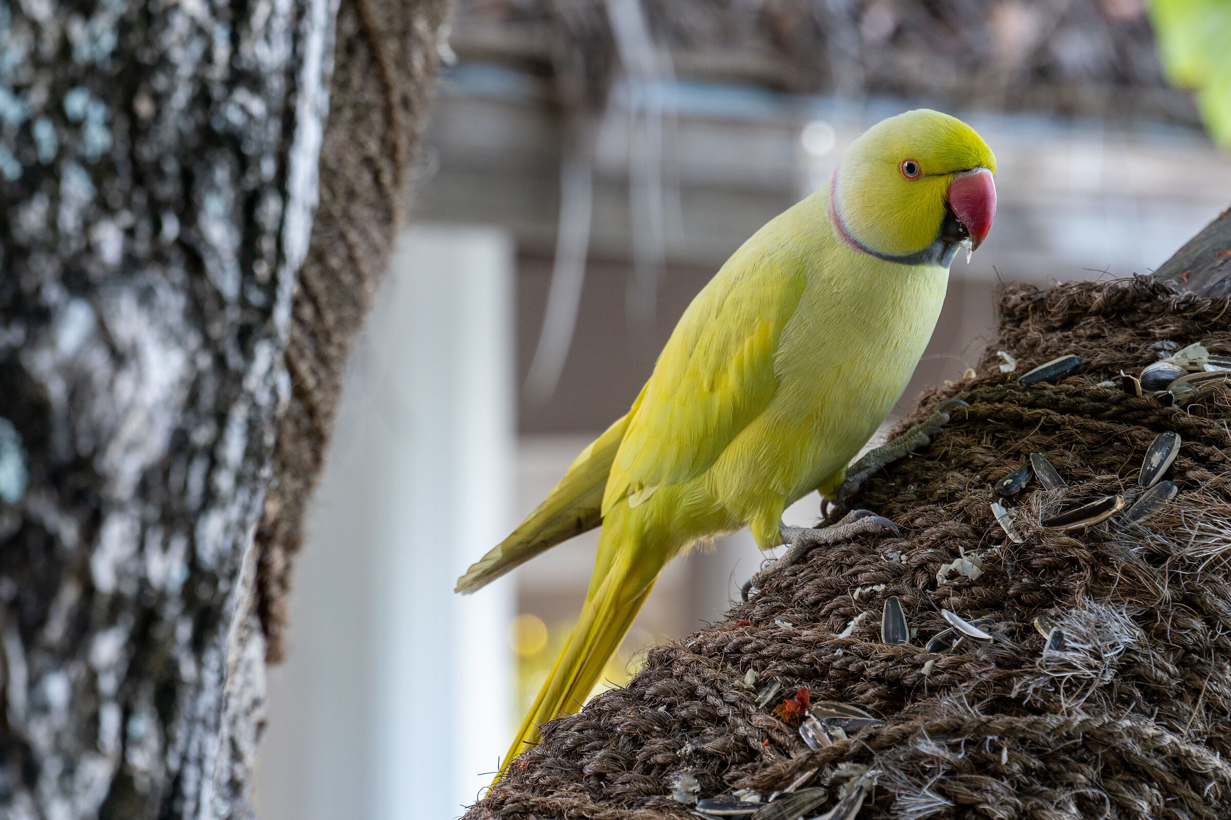Collared parakeet