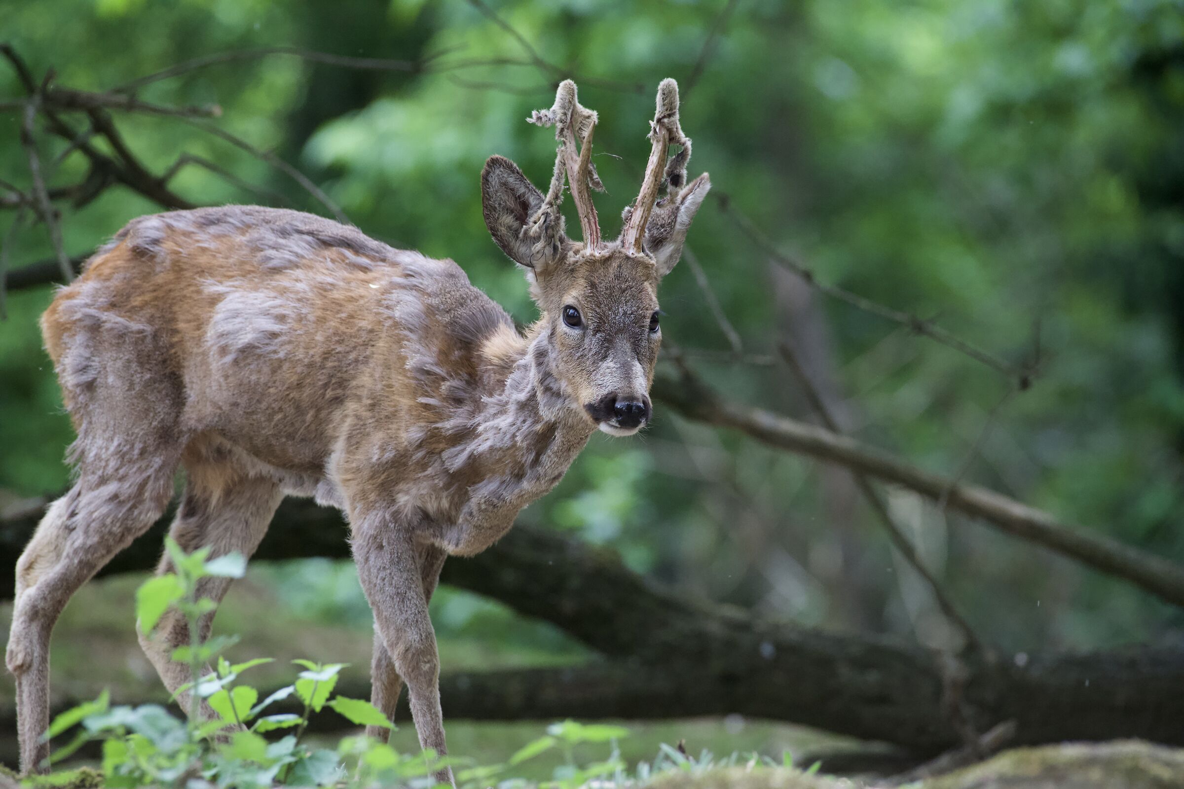 Do you give me a scratch?