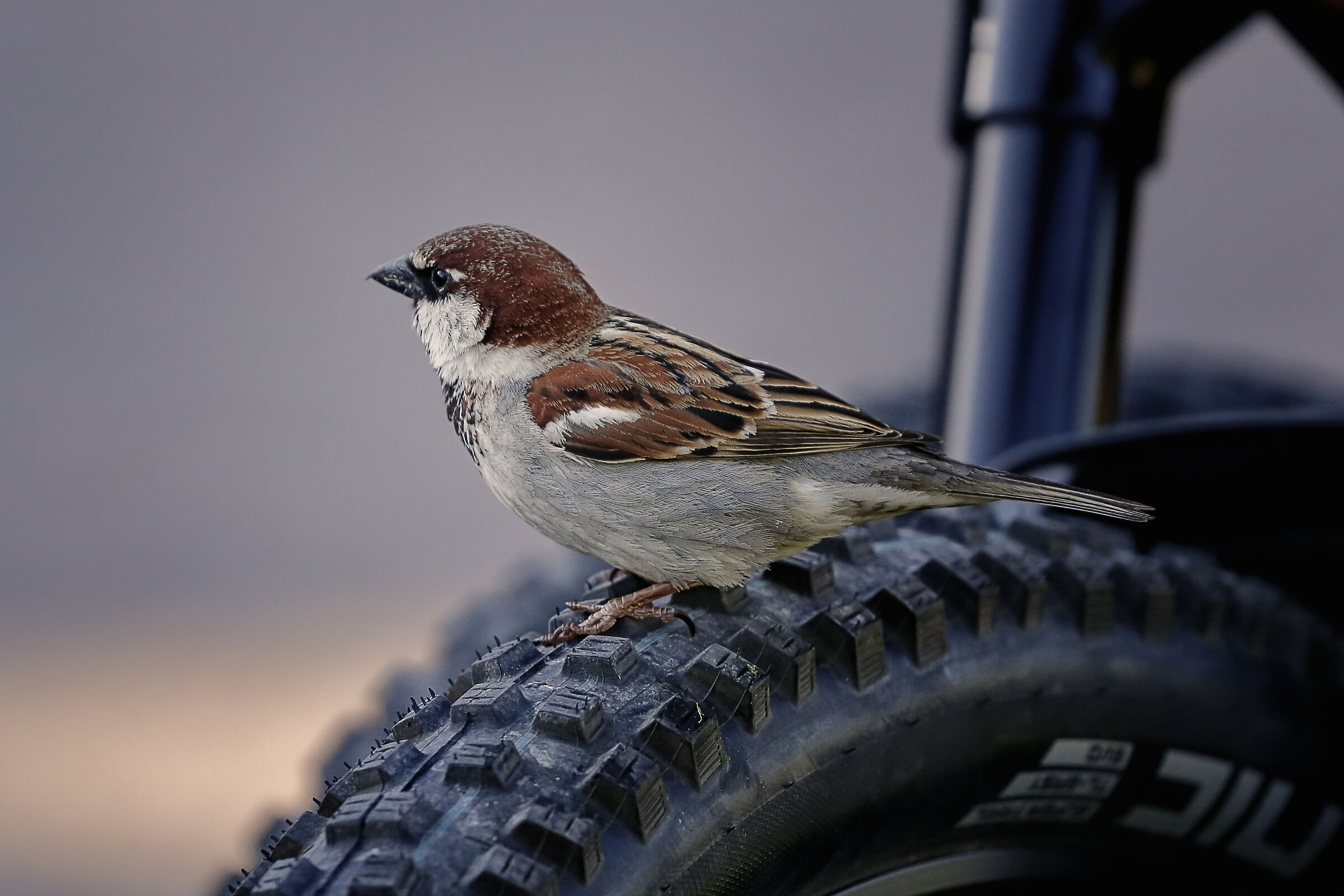 Non è uno scatto perfetto ma era così carino