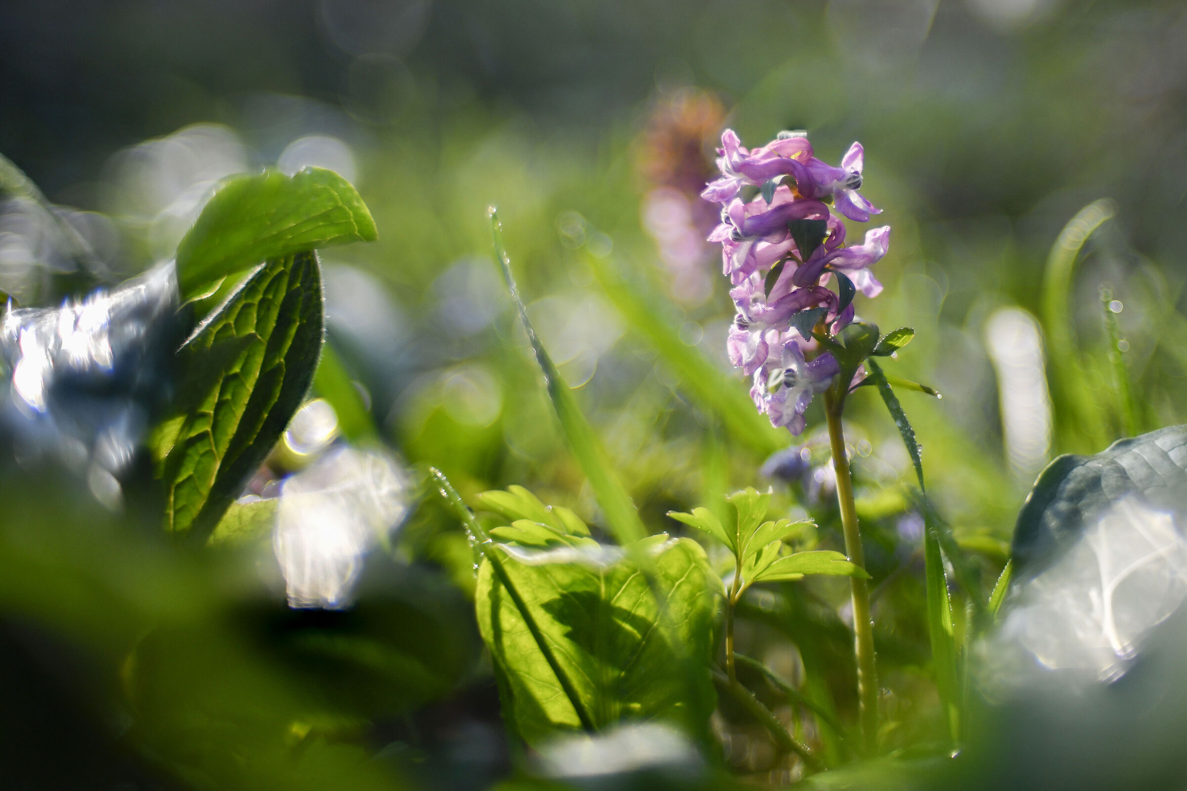 sottobosco studio n.2 noct  58 f1.2