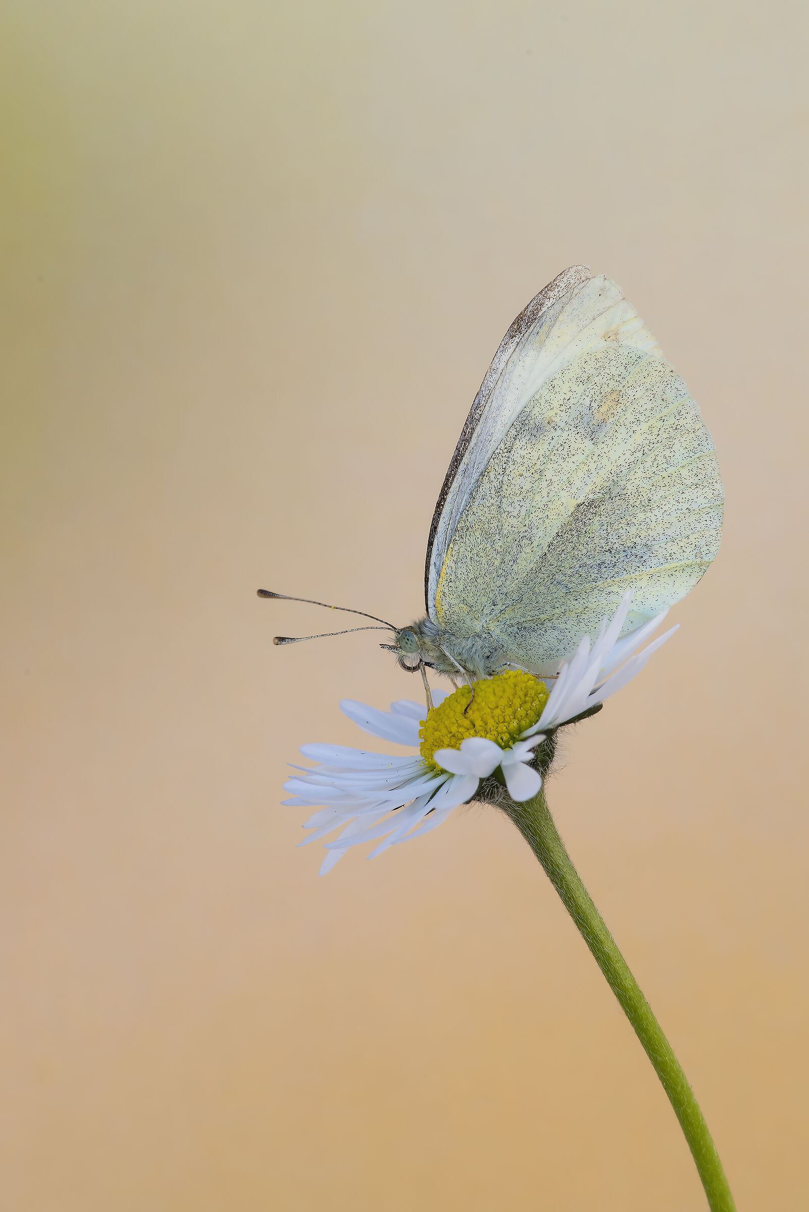 Pieris rapae