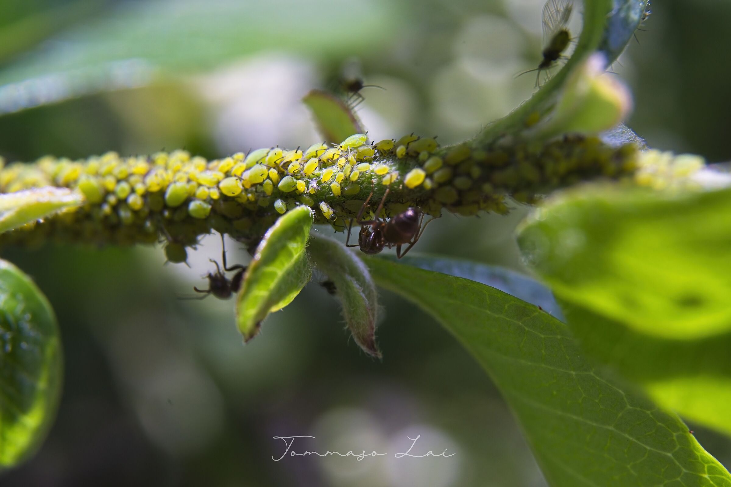 Aphids and ants