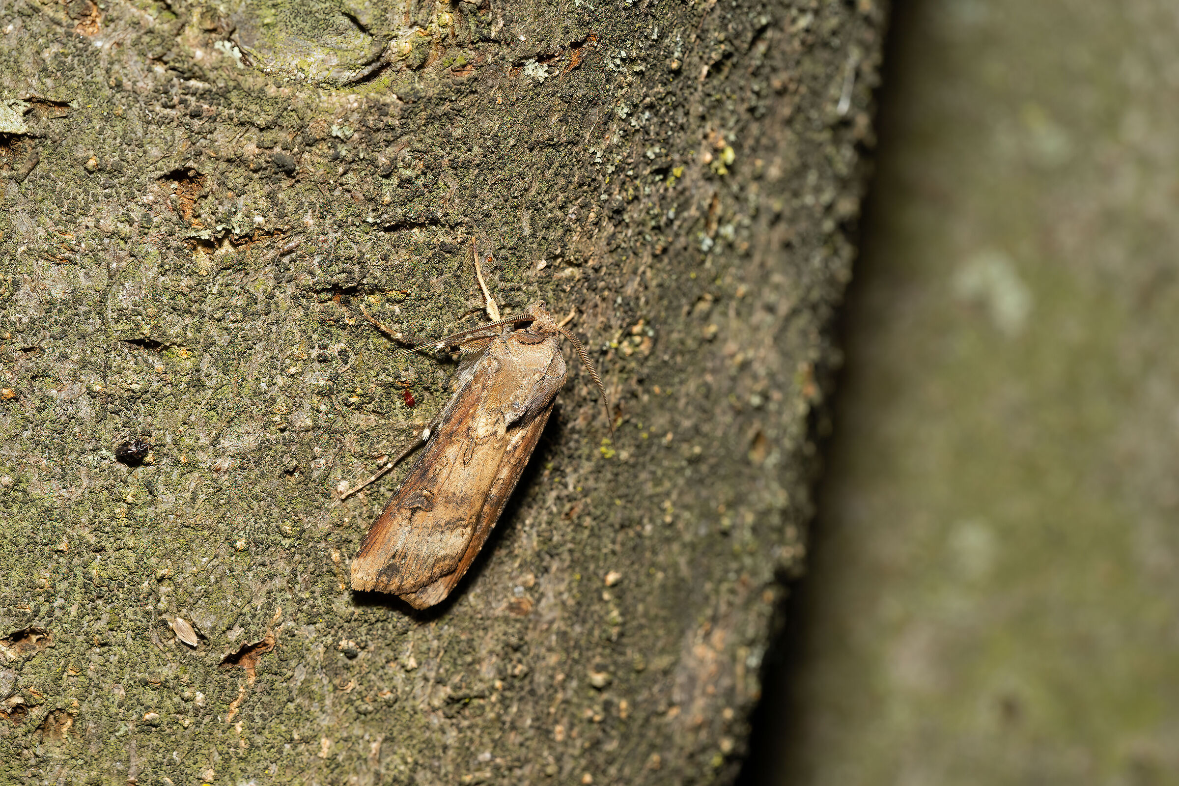 Agrotis ipsilon