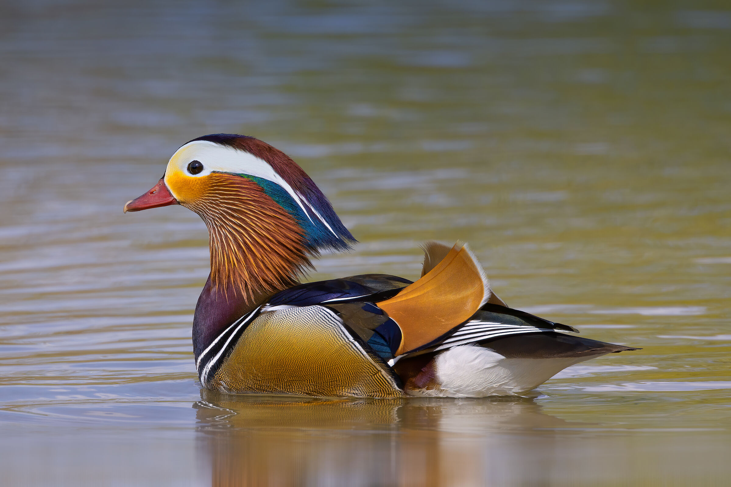 Anatra mandarina (Aix galericulata)