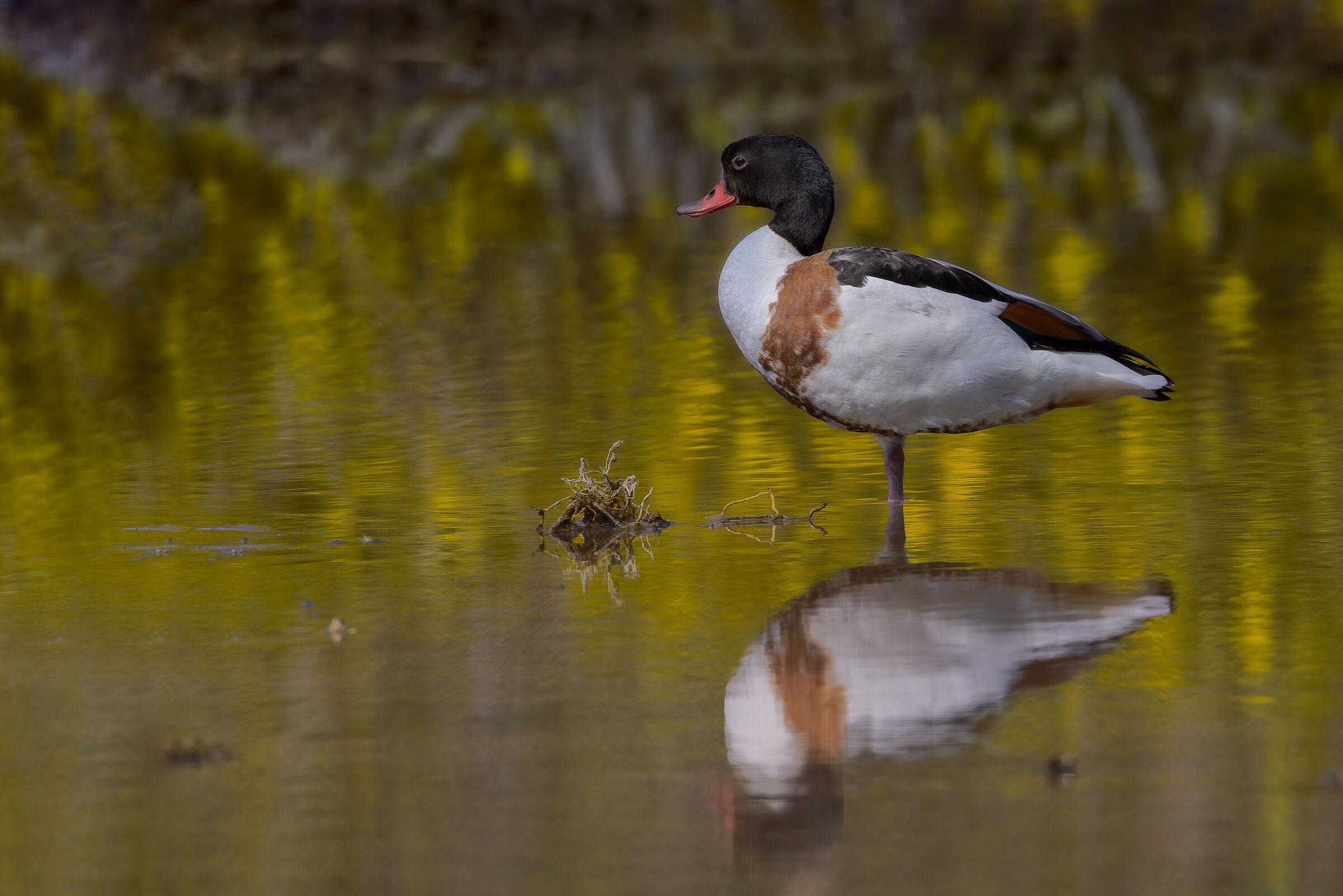 Volpoca  (Tadorna tadorna)
