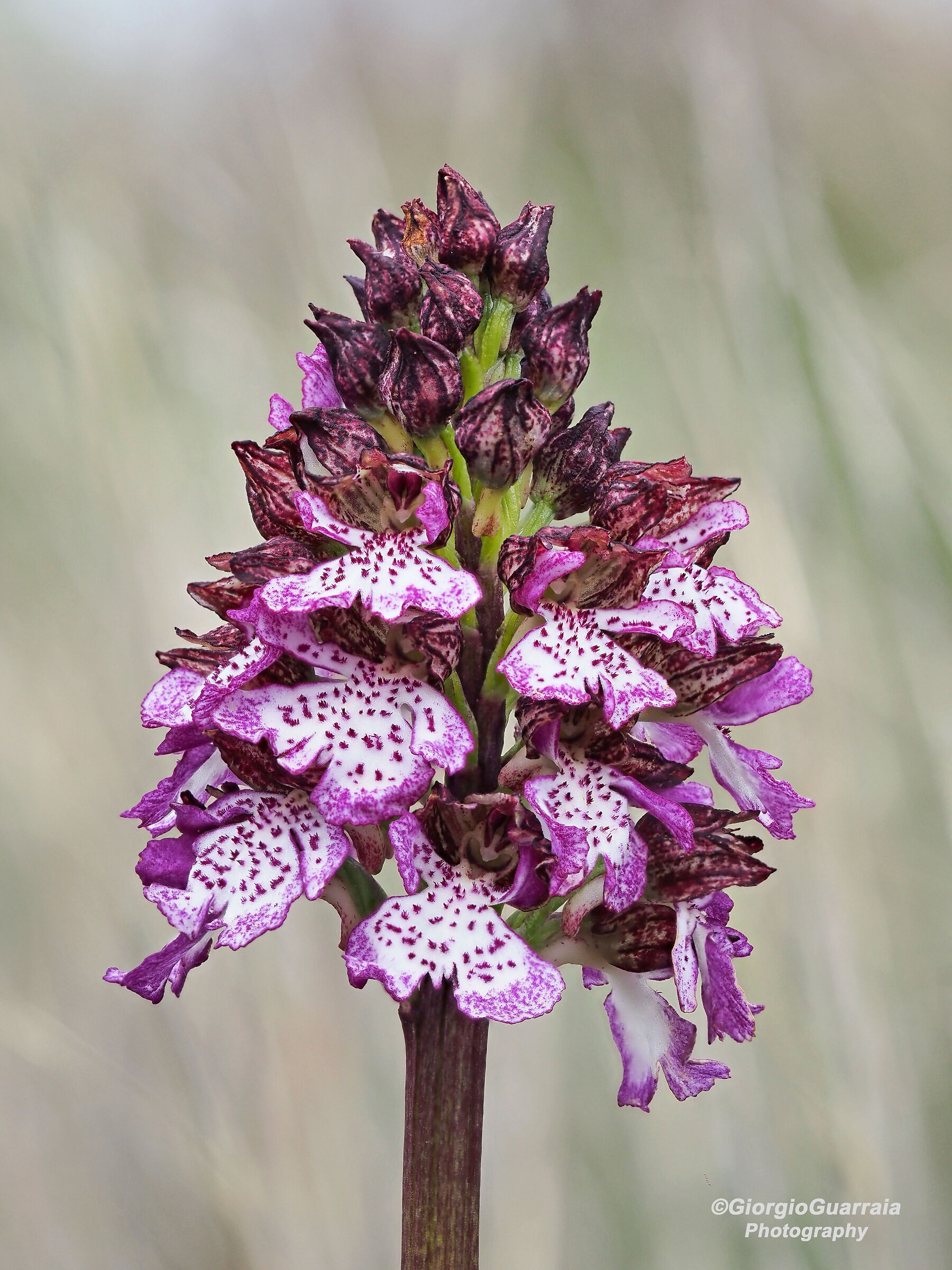 Orchis Purpurea