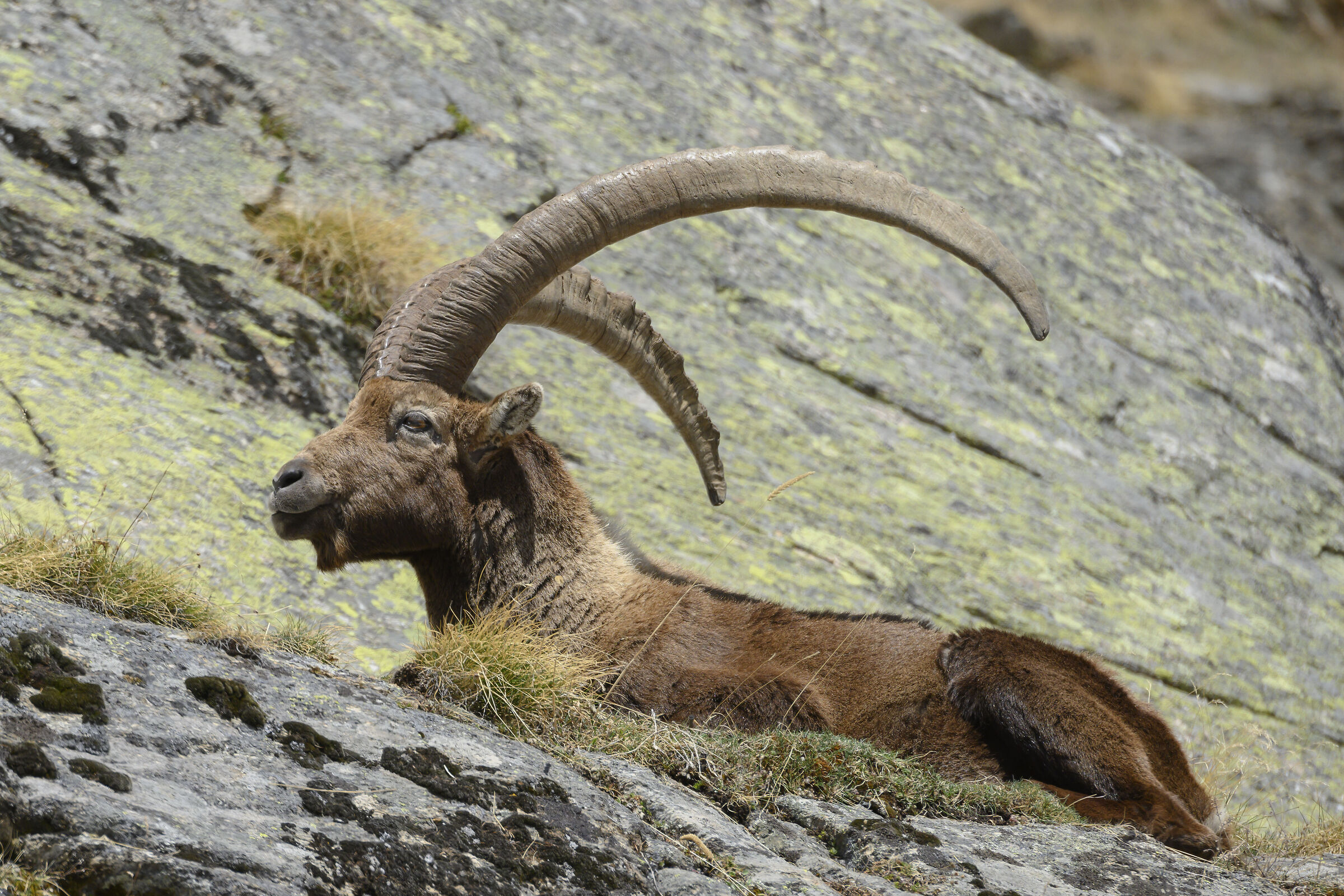 ibex