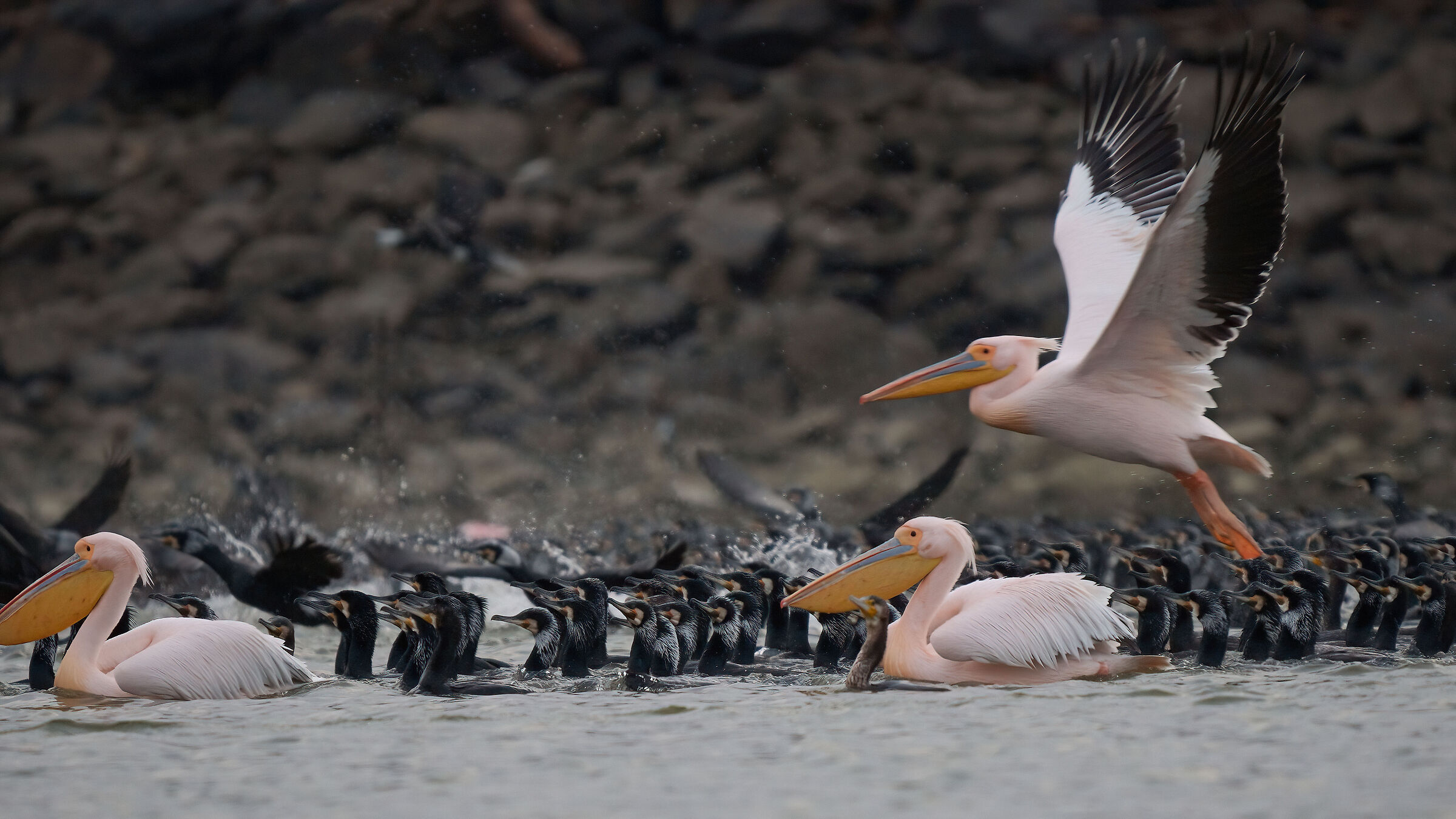Cormorani e Pellicani rosa - Kerkini (Grecia)