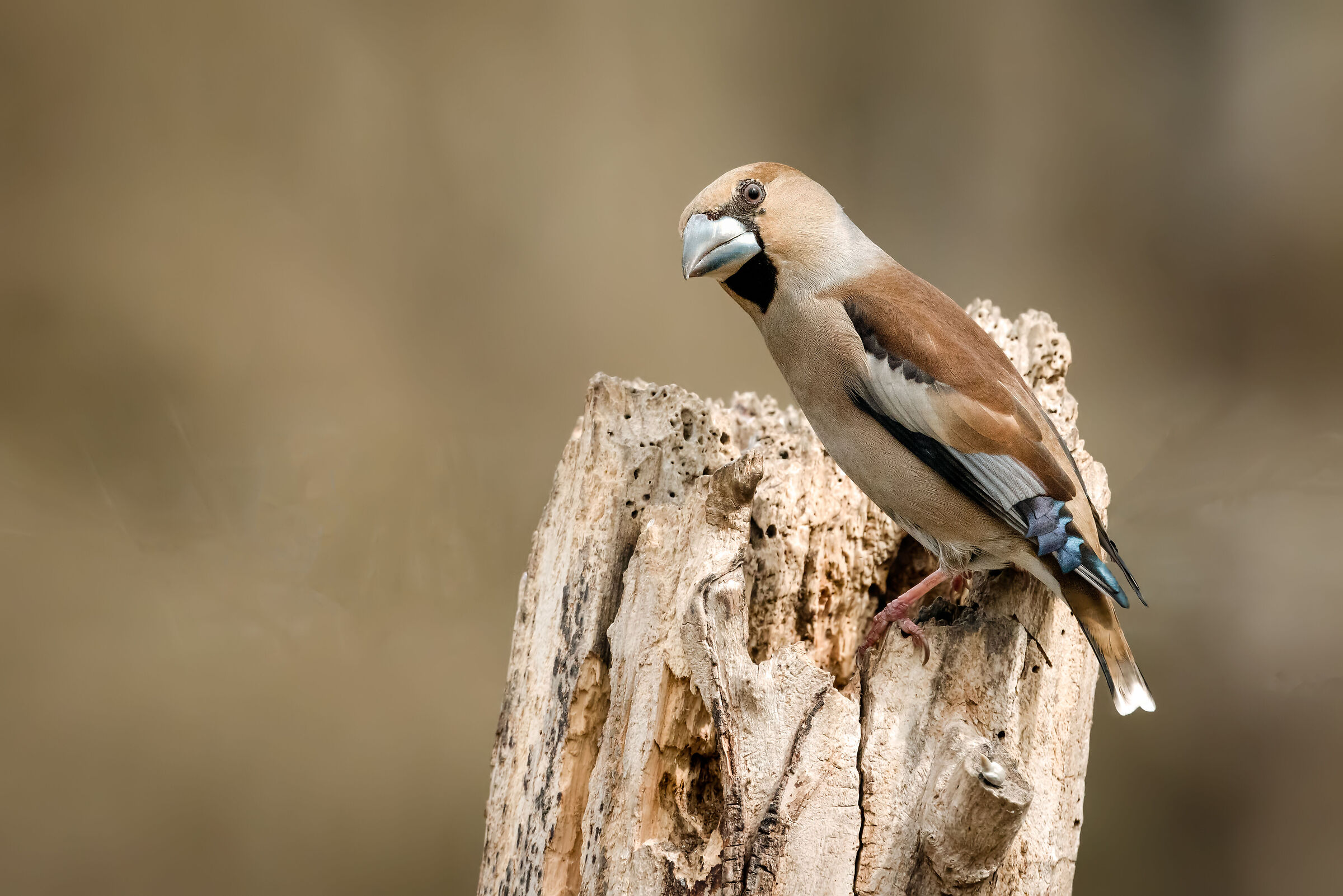 Hawfinch