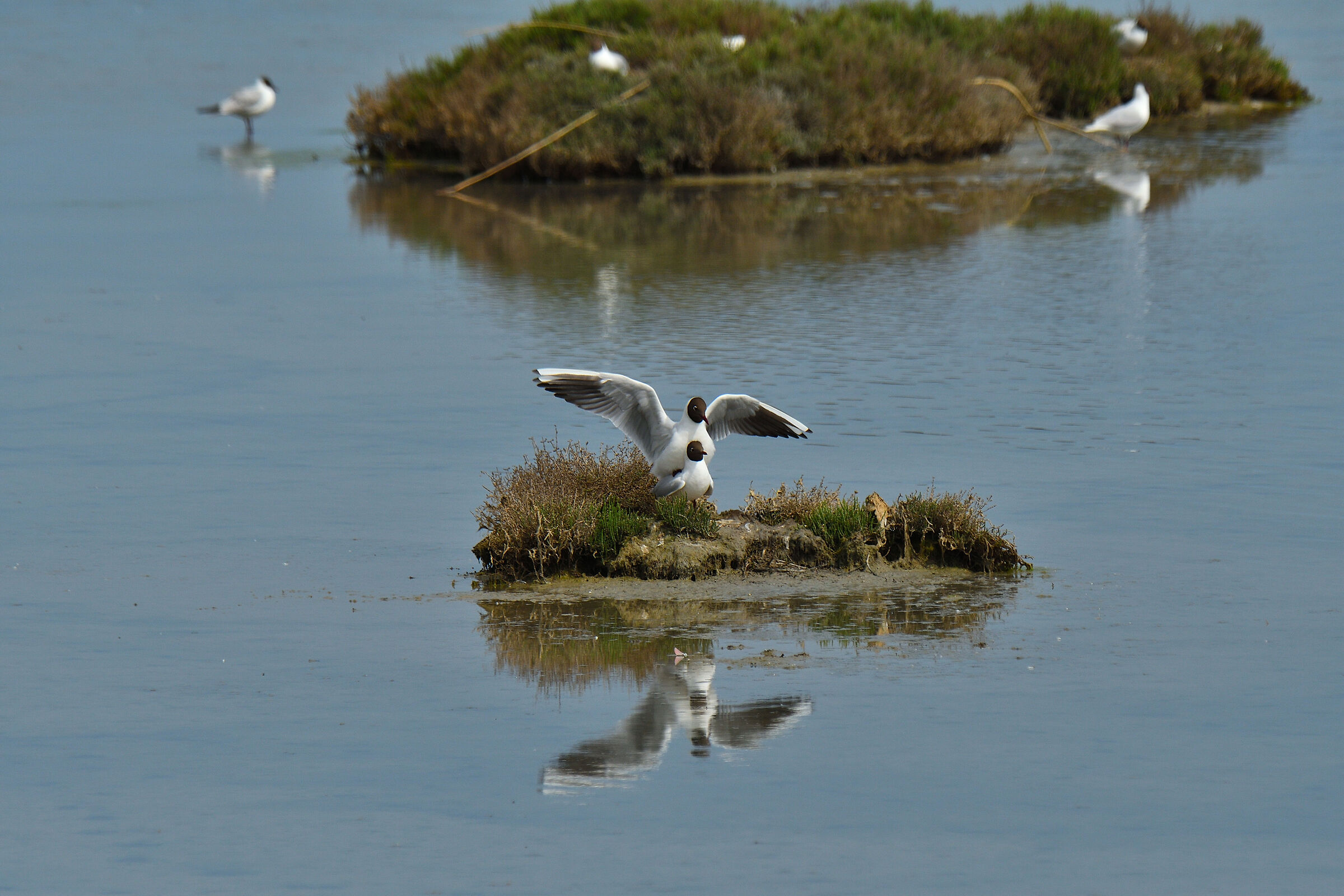 Permette, Signora.....