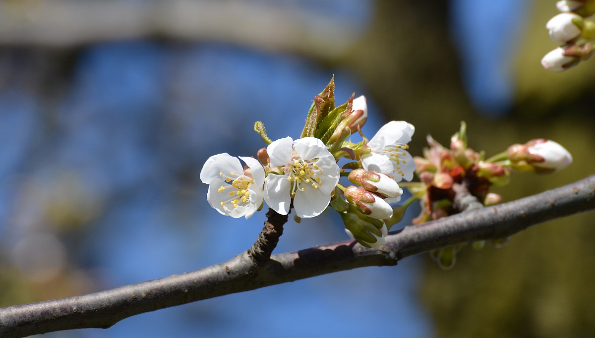 fiori di ciliegio