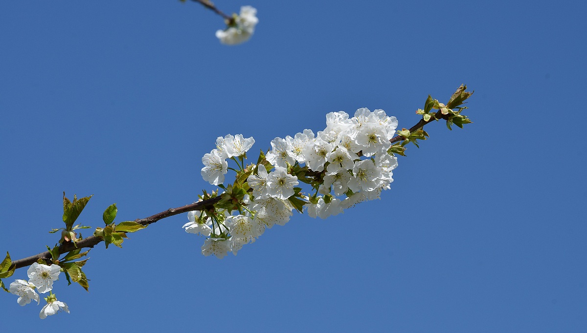 cherry blossoms