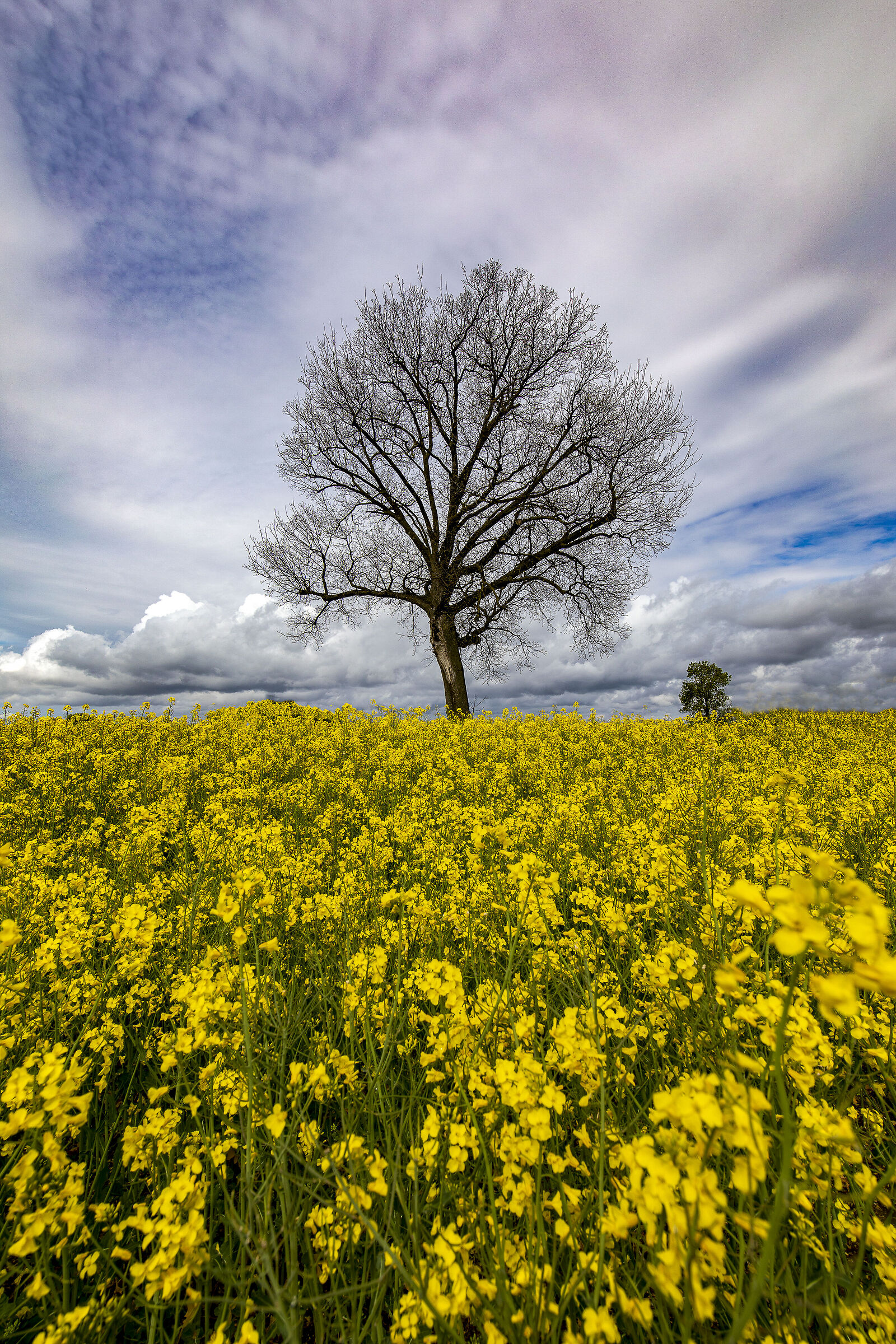 L'albero solitario