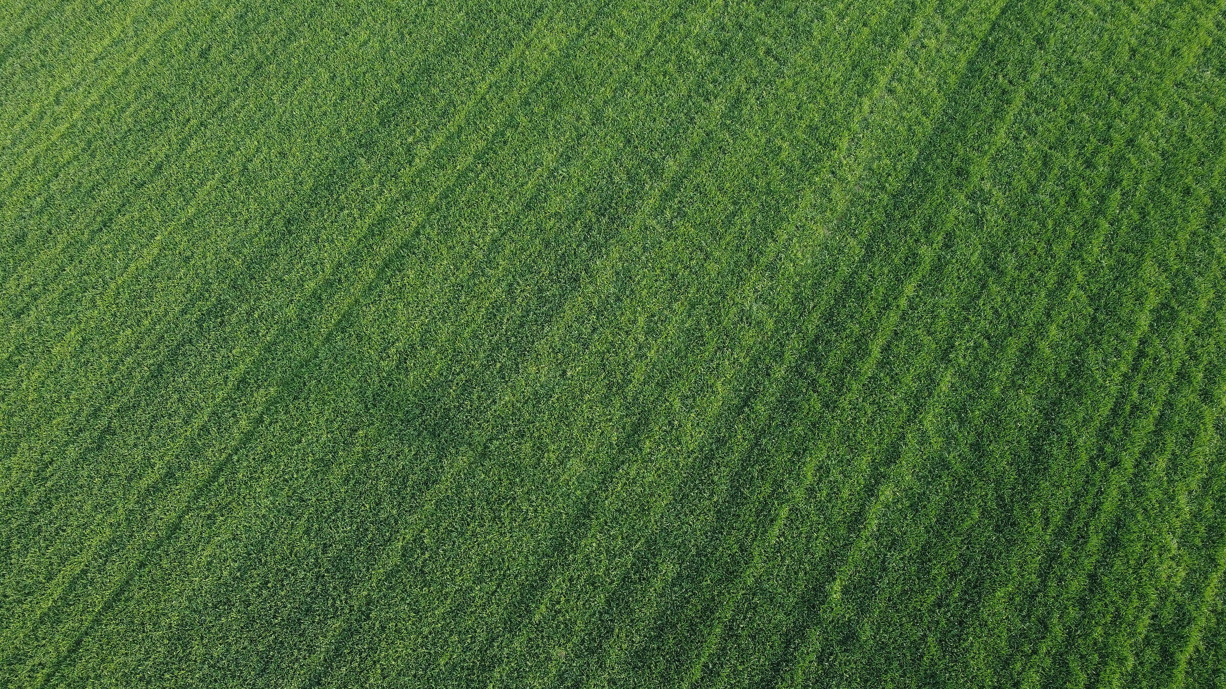 Lawn with aerial view