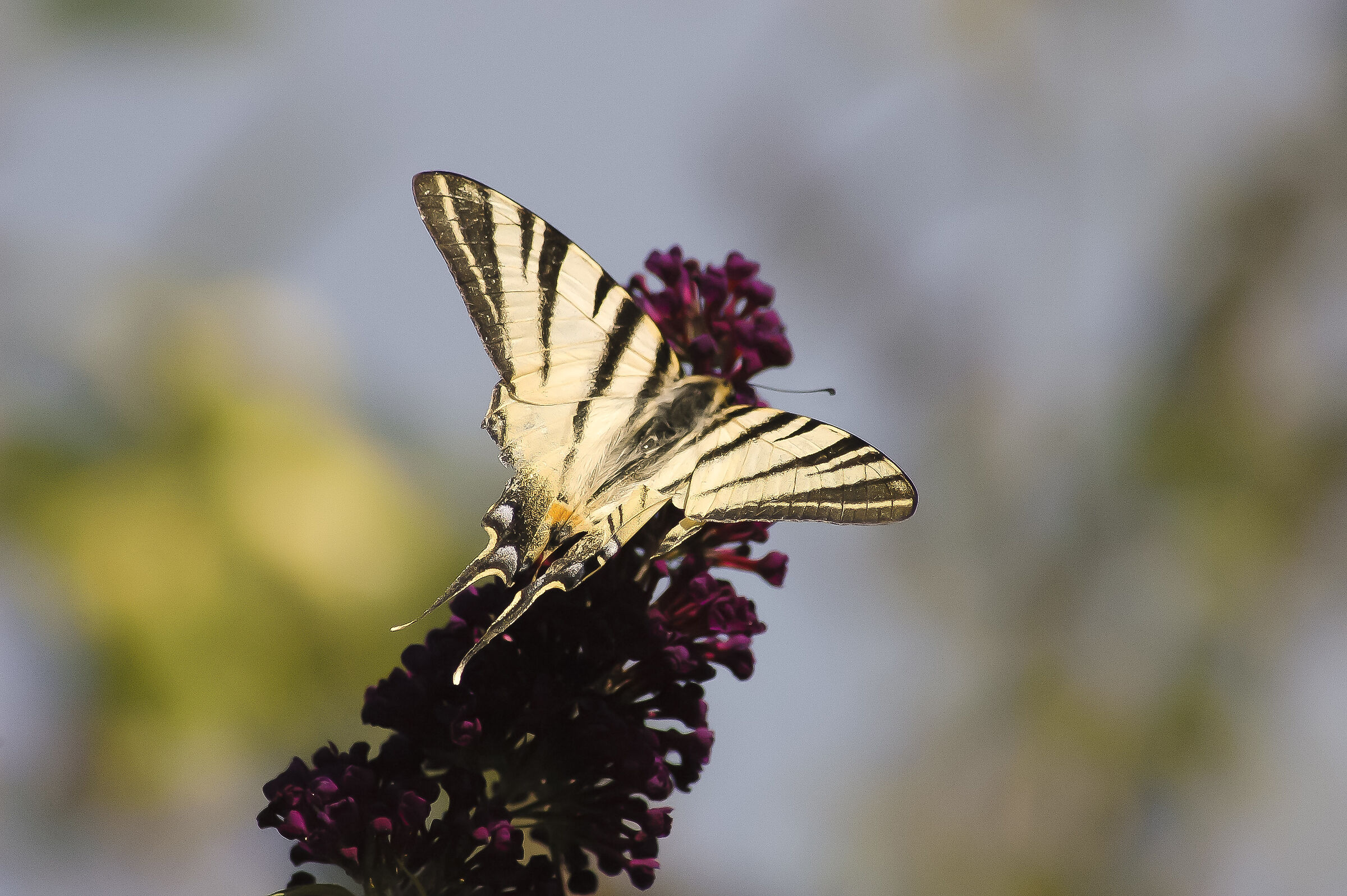 Farfalla