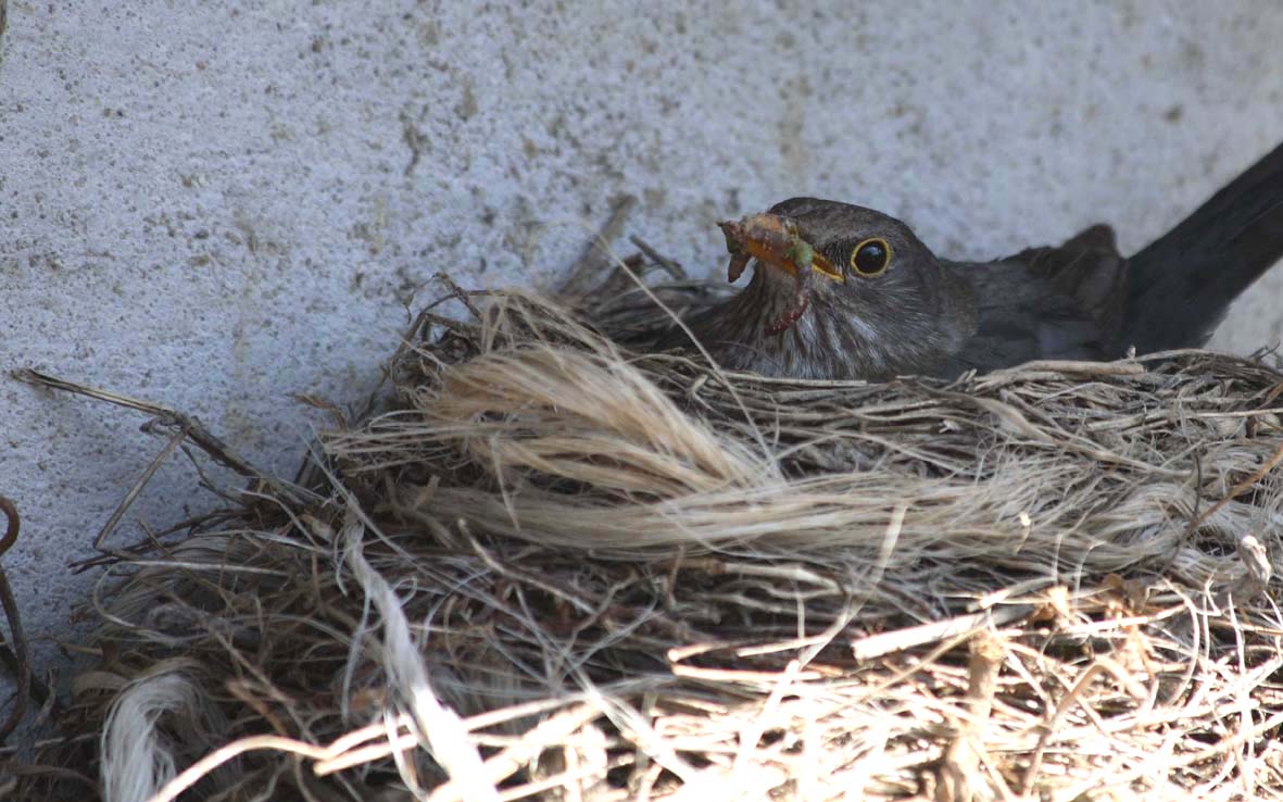 The blackbird hatching