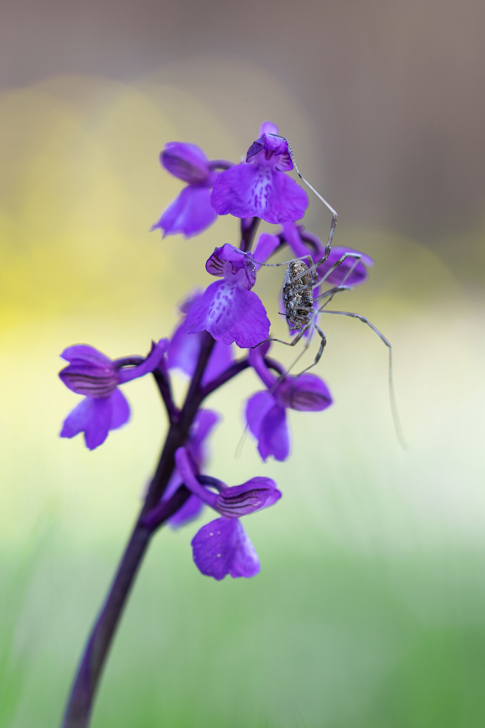 Anacamptis morio con opilione
