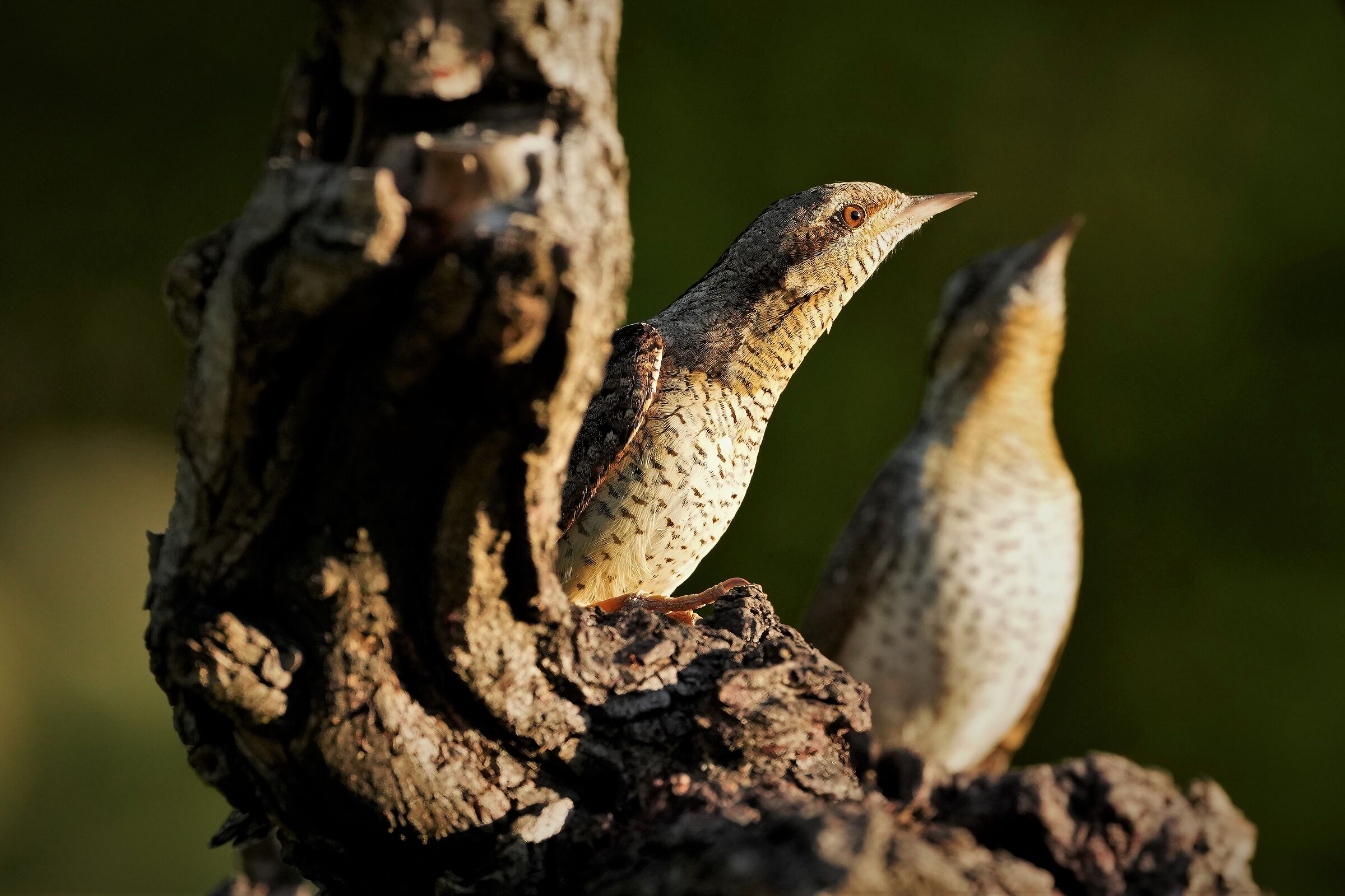 alter ego torcicollo