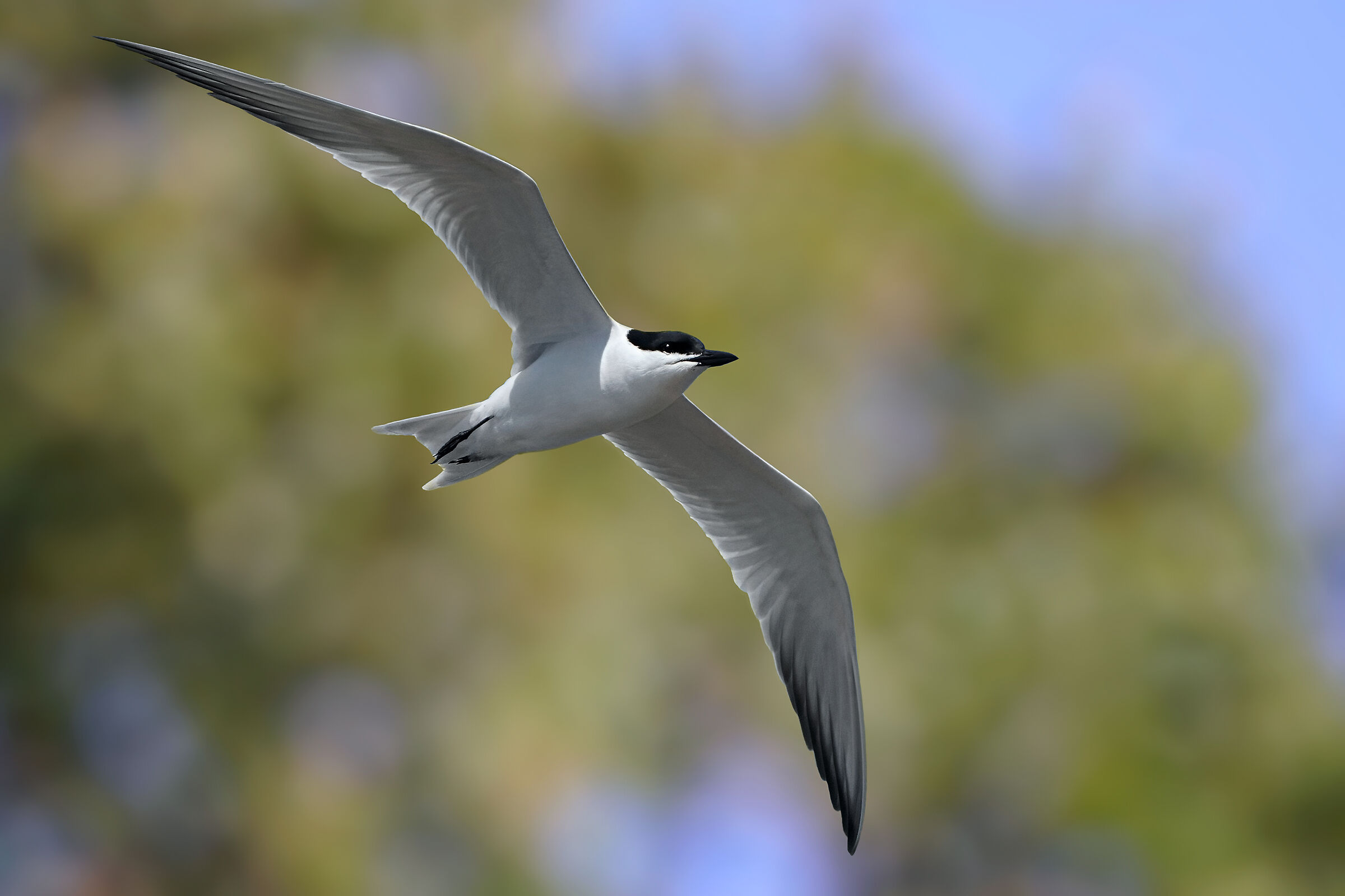 Gull-billed tern