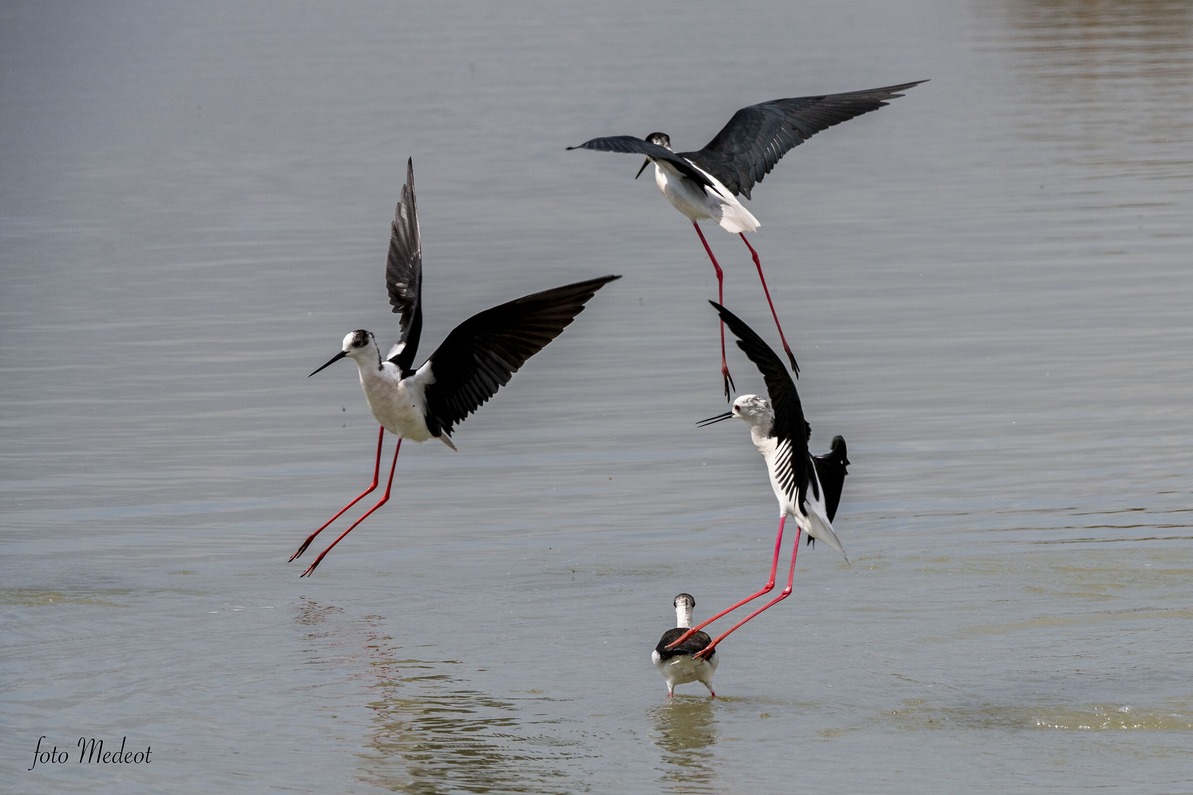 I tre cavalieri e la dama
