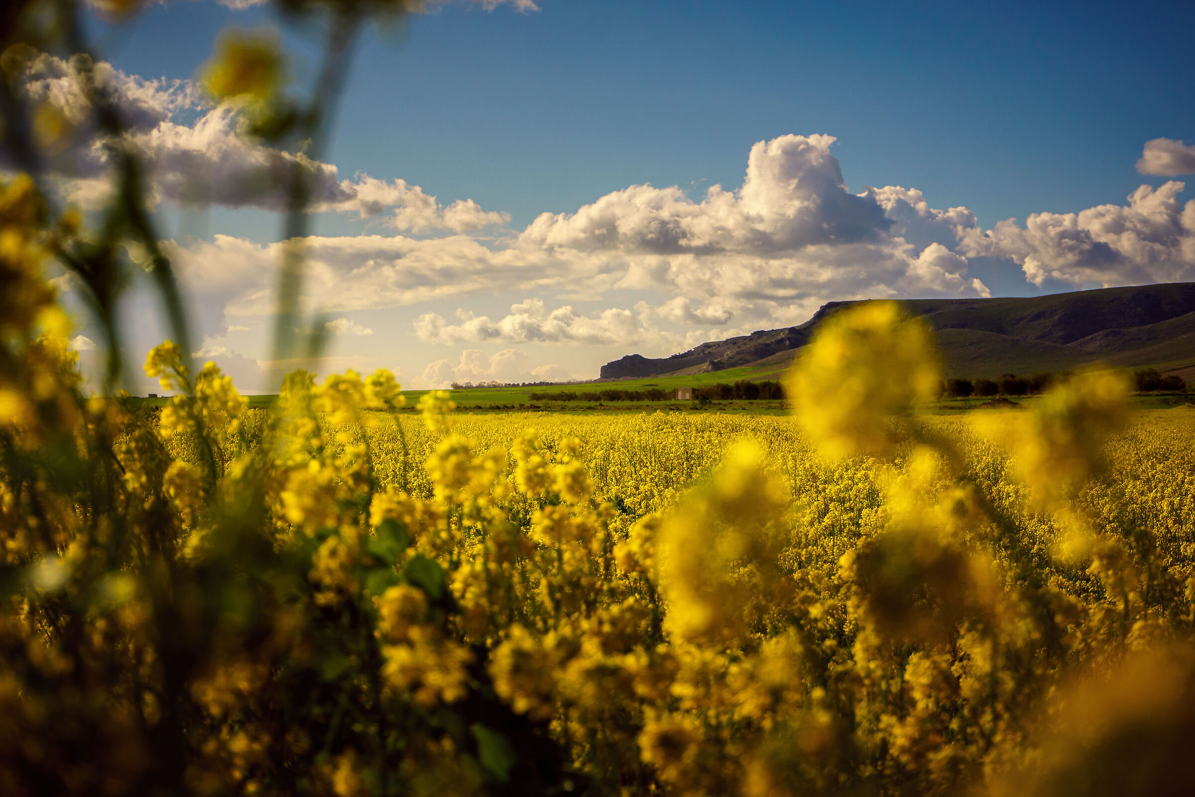 Rapeseed