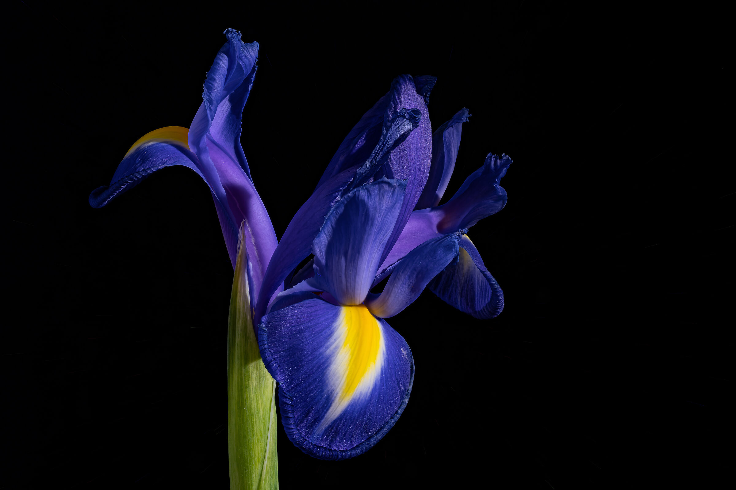 Iris