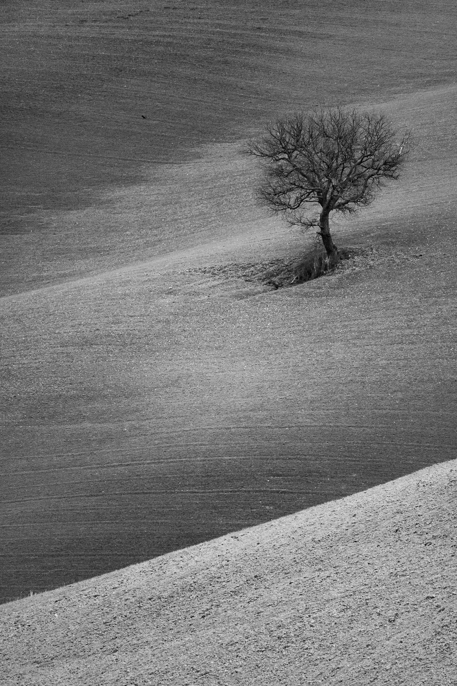 Trees IV