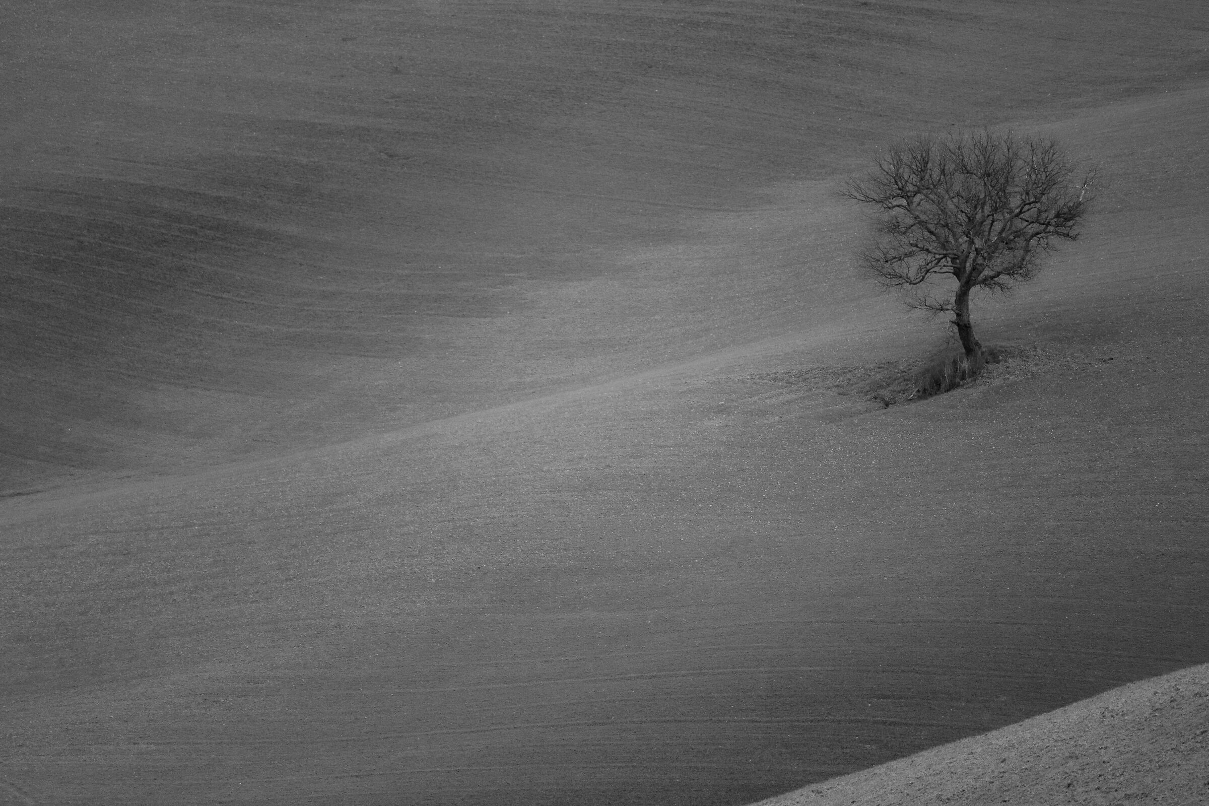 Trees V