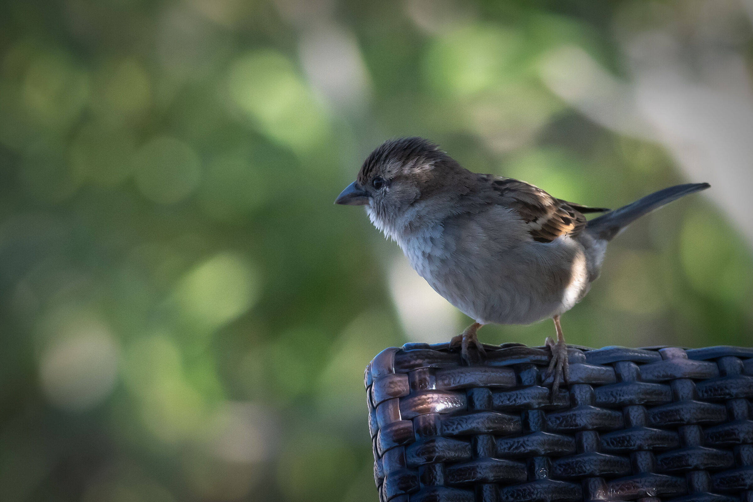 Passerotta