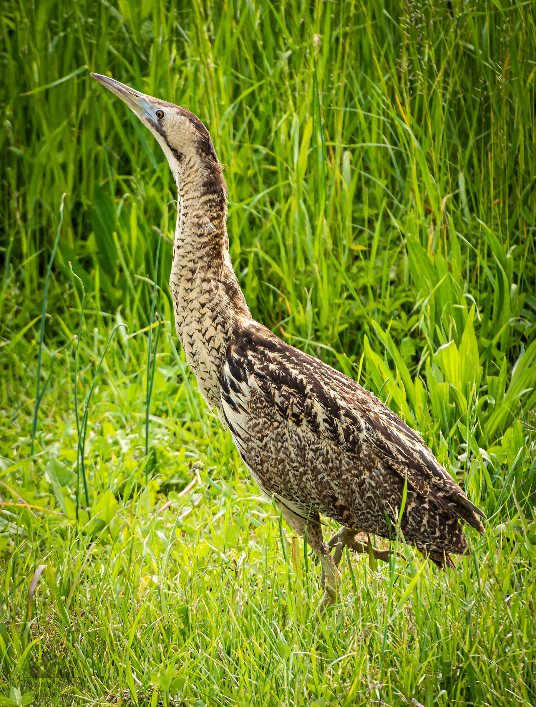 Bittern