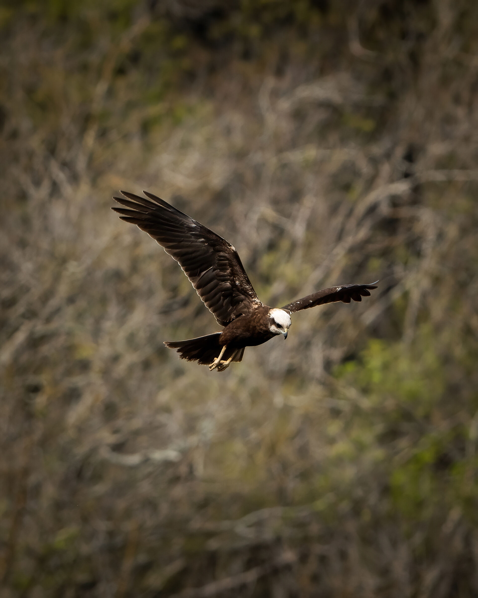 Elder marsh falcon