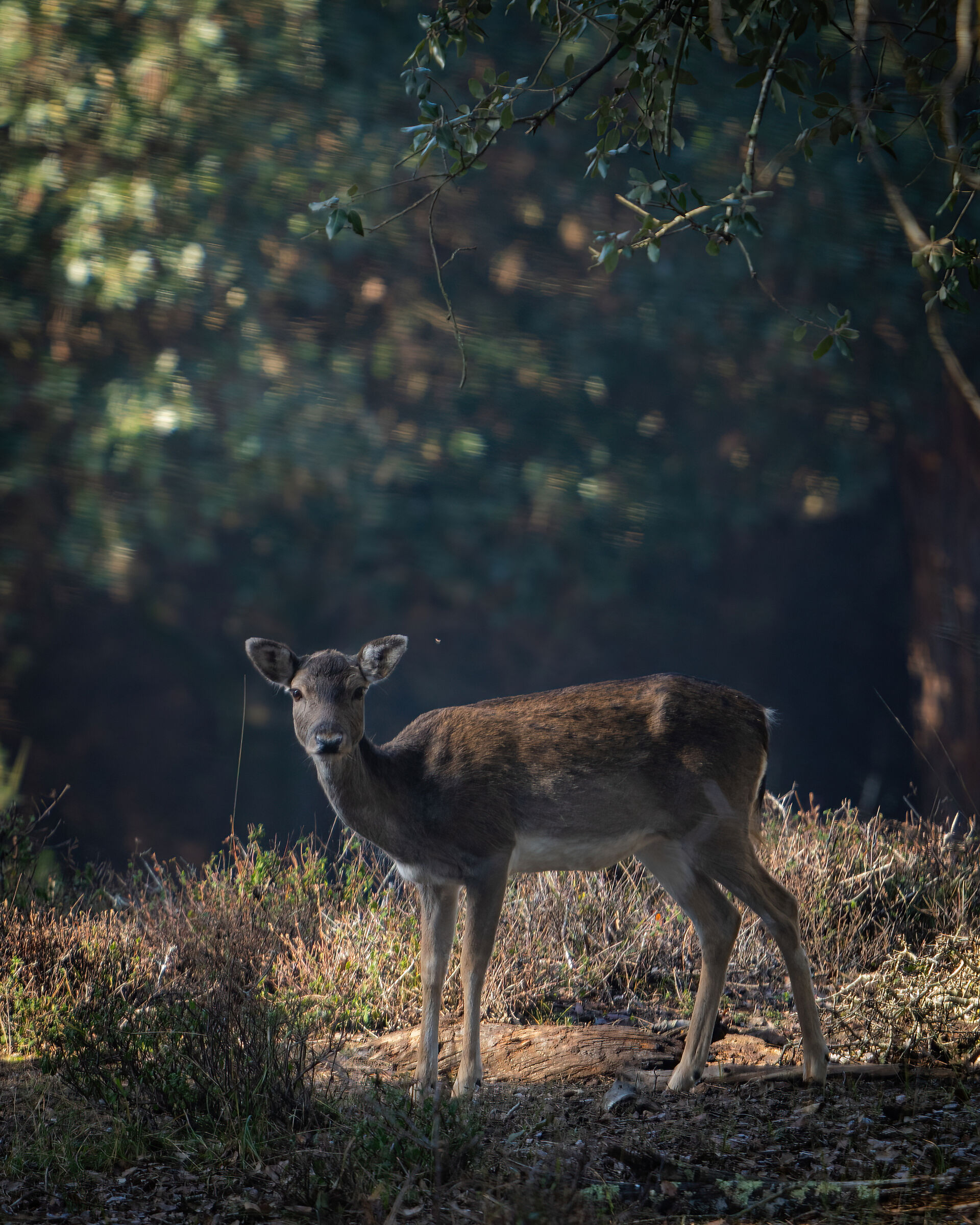 Curious young female
