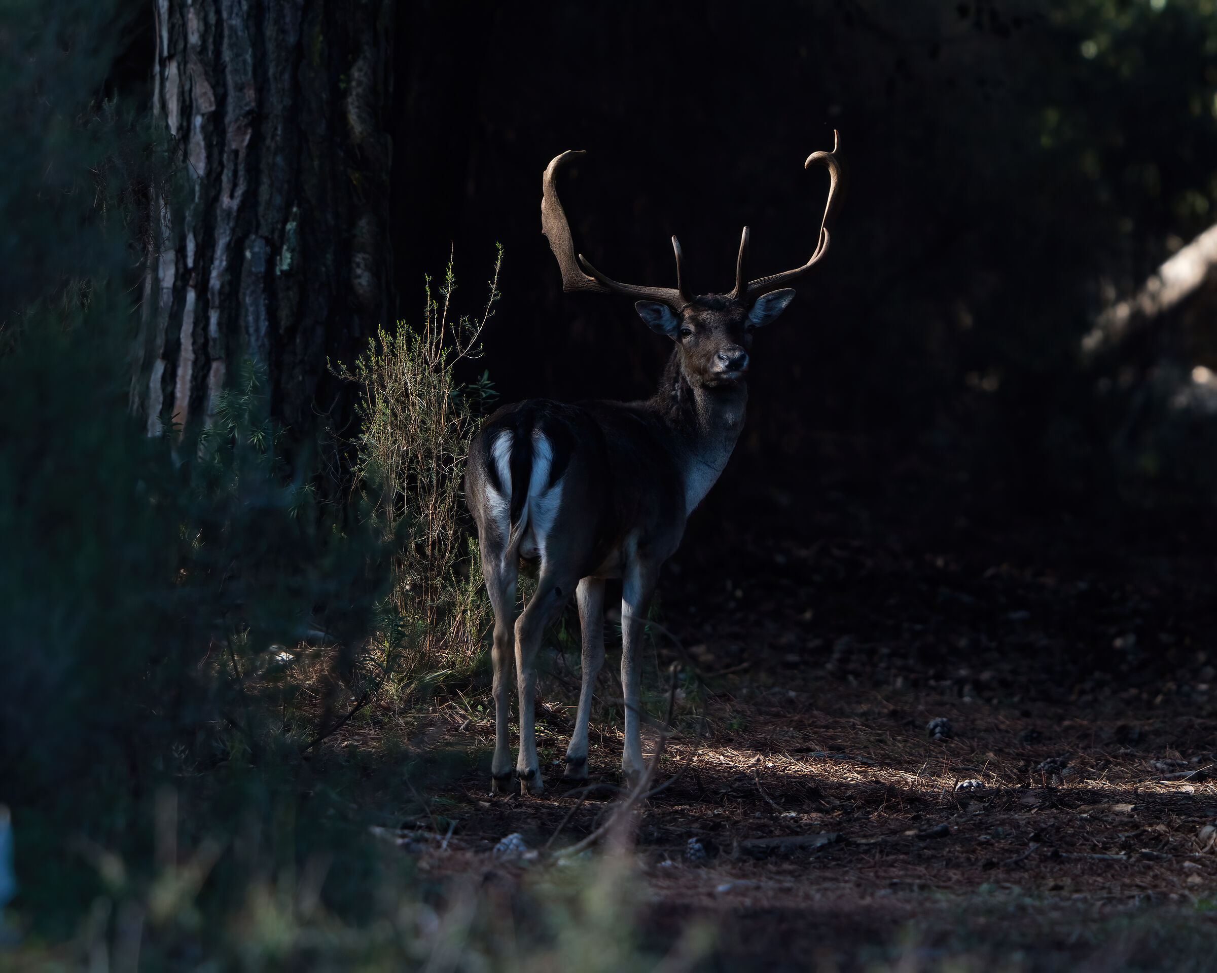 Melanic male giant at dusk